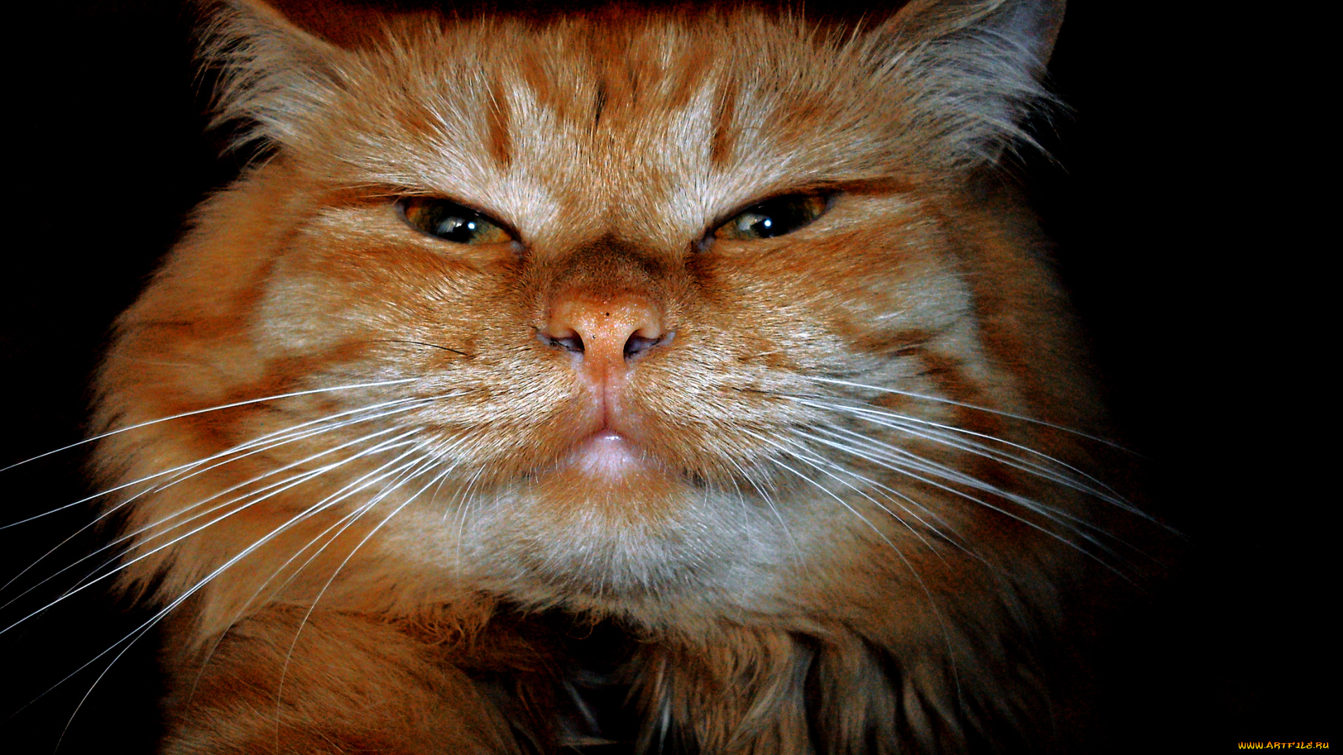 cat, животные, коты