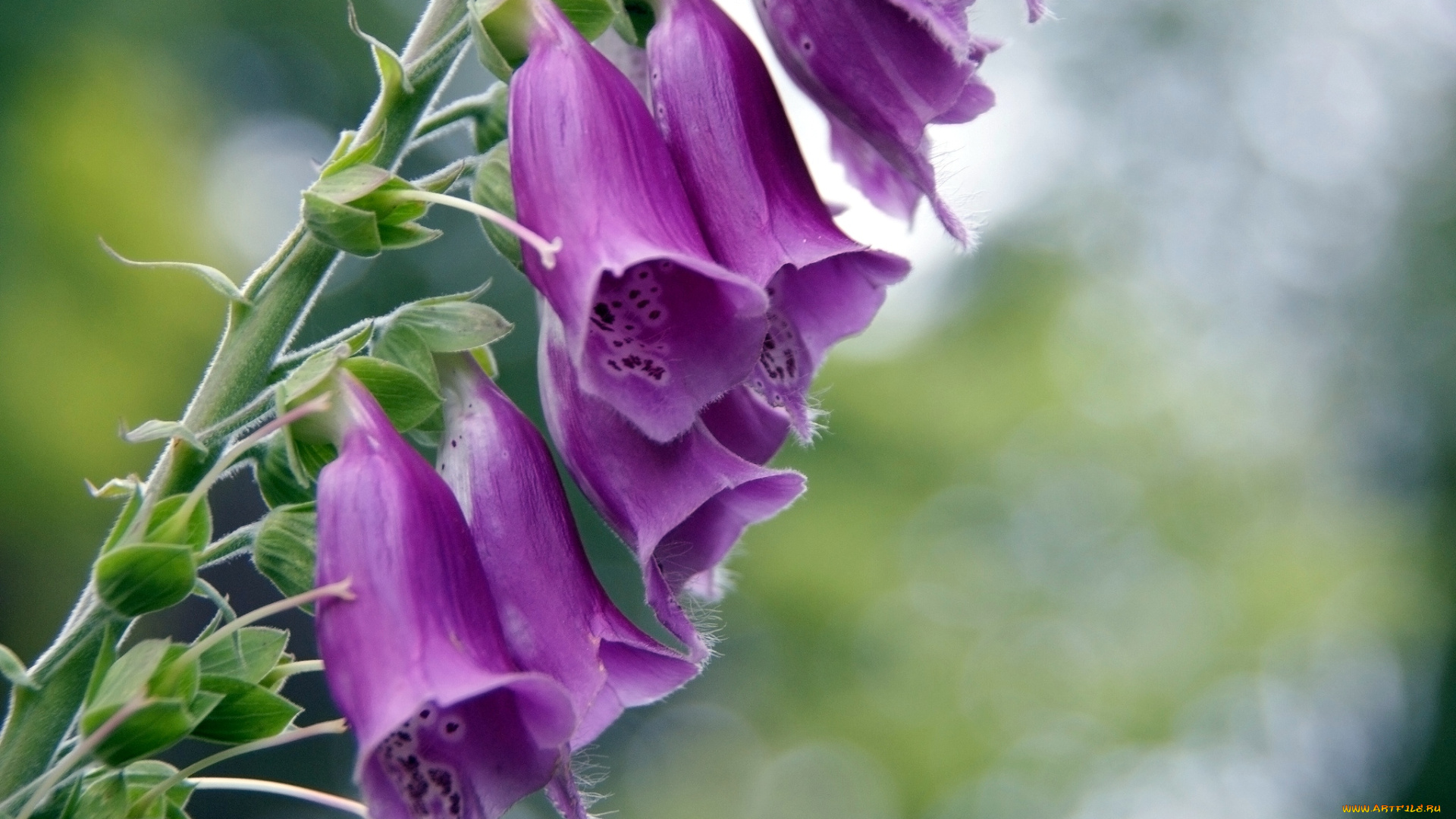 цветы, дигиталис, наперстянка, колокольчики, розовый