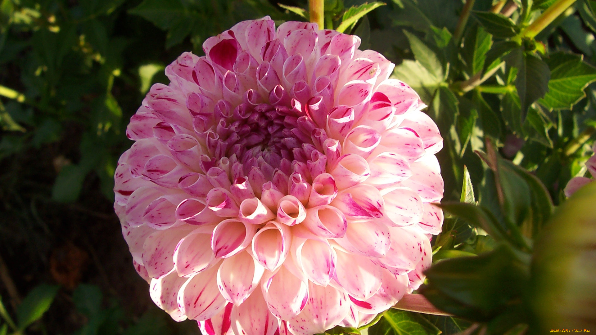 цветы, георгины