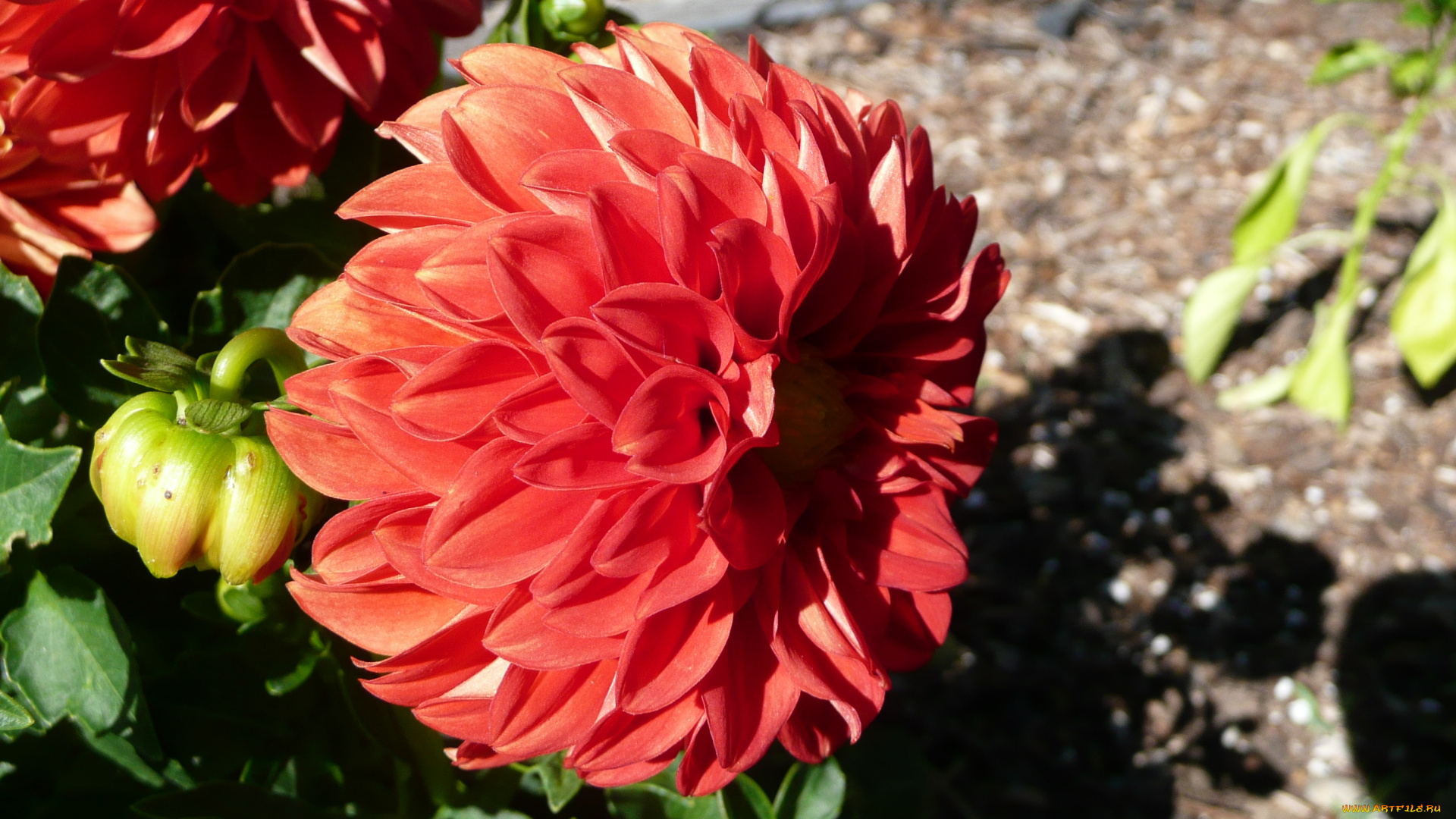 цветы, георгины