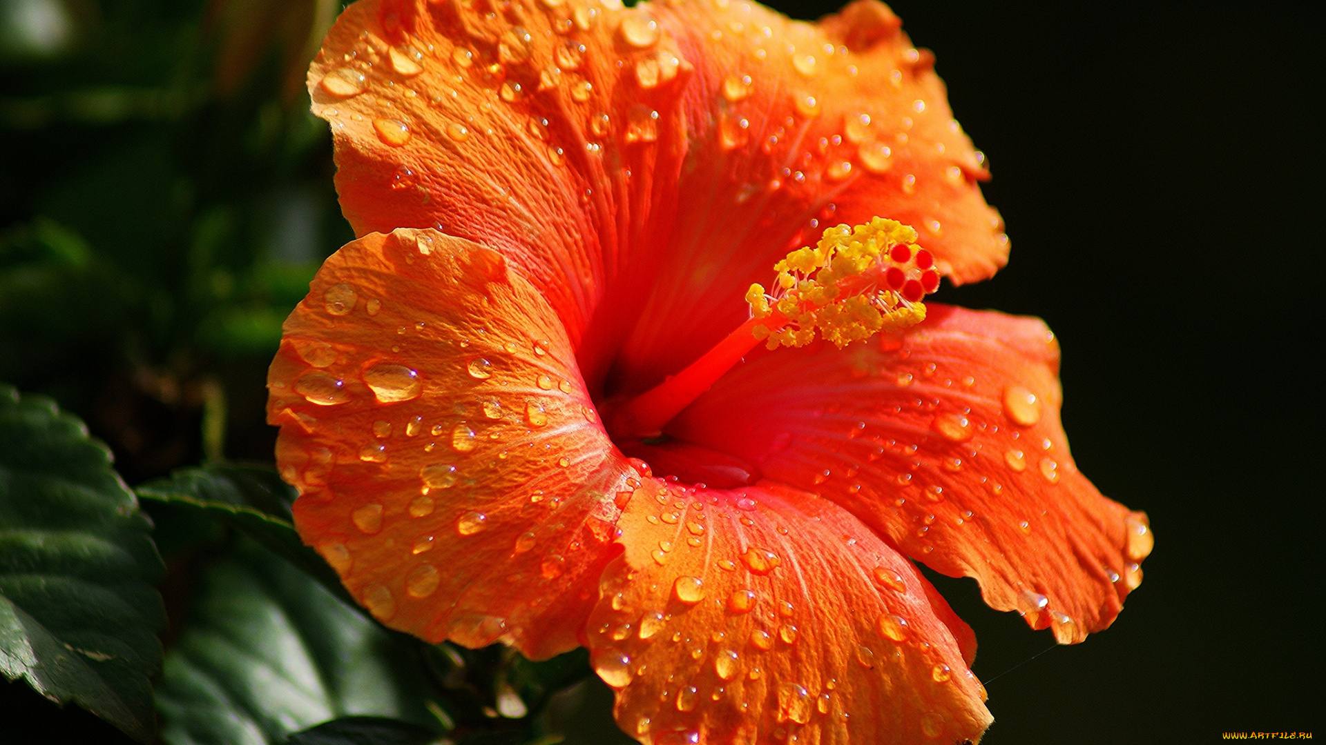 цветы, гибискусы, капли, оранжевый