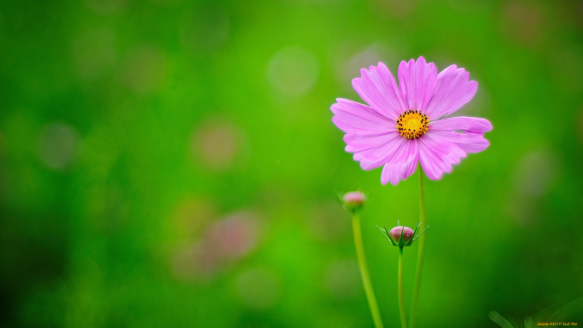 цветы, космея, лепестки, зеленый