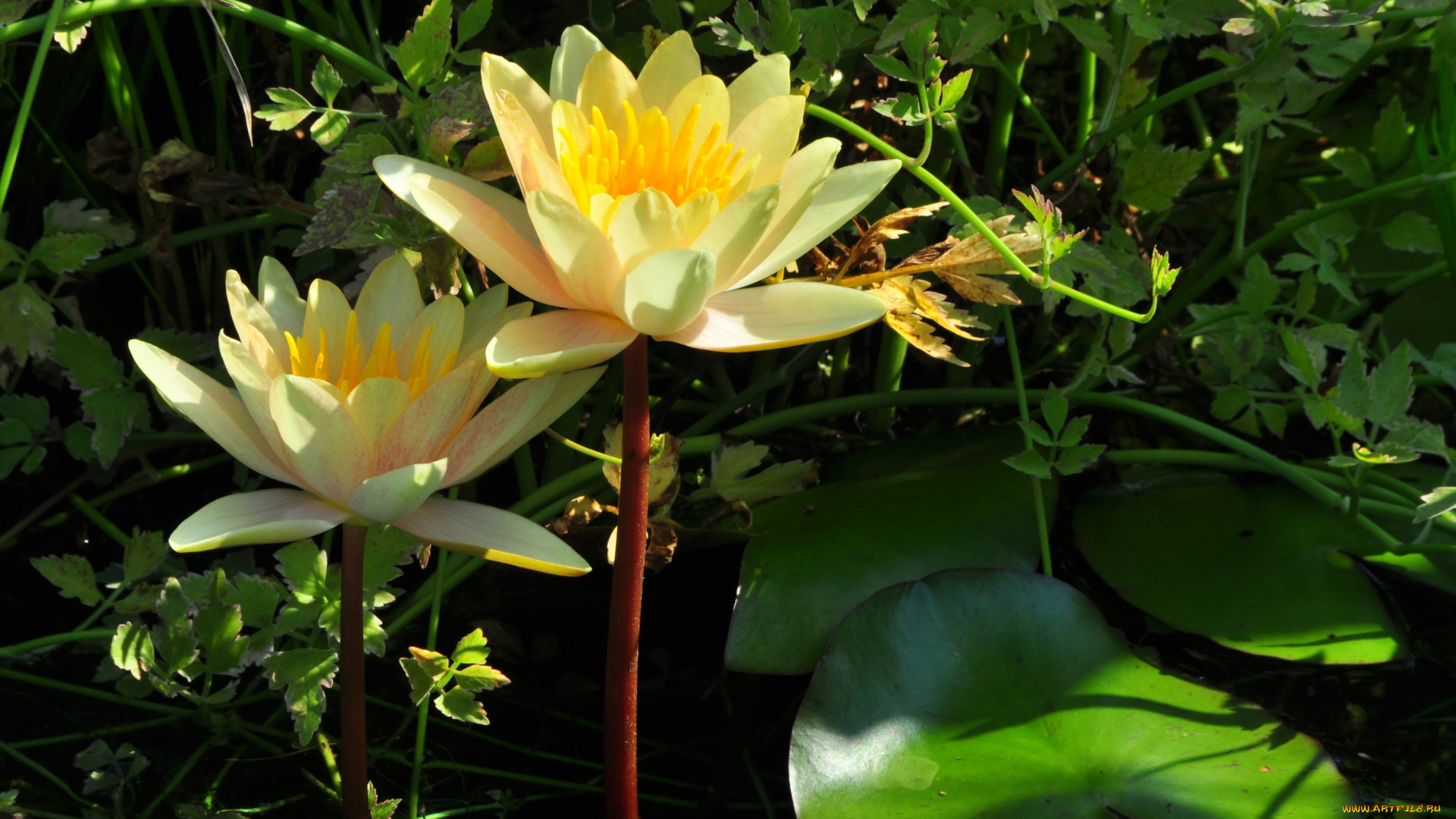 цветы, лилии, водяные, нимфеи, кувшинки, желтый, пара