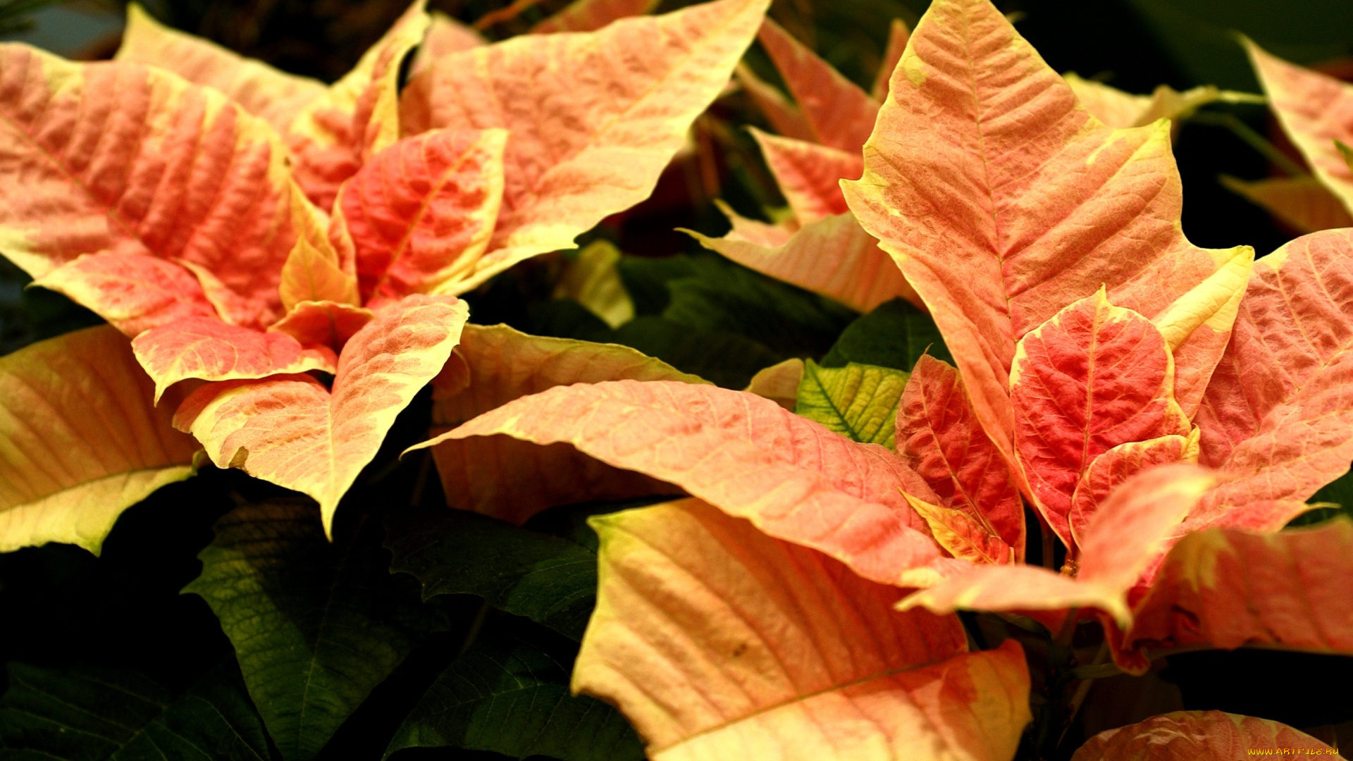 цветы, пуансеттия, листья, оранжевый