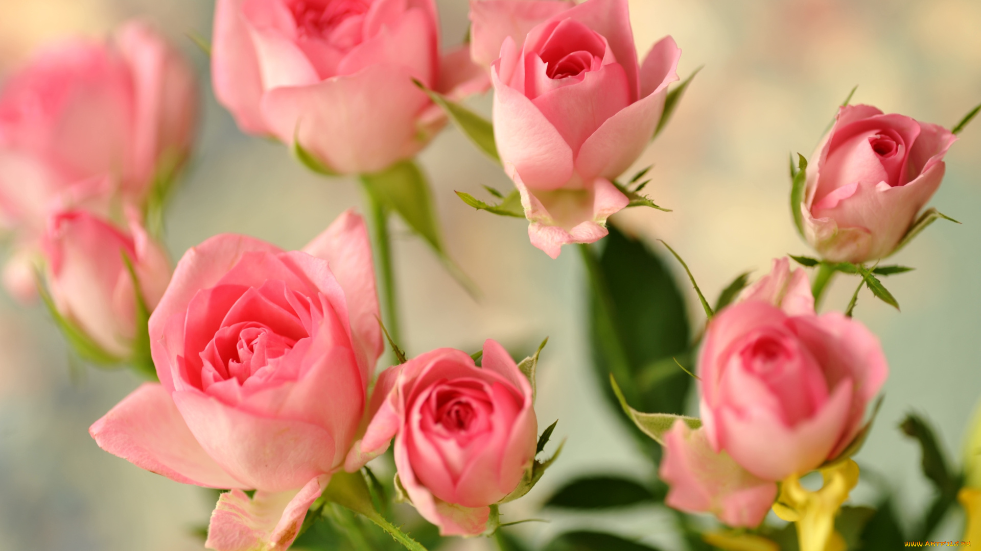 цветы, розы, бутоны, розовый