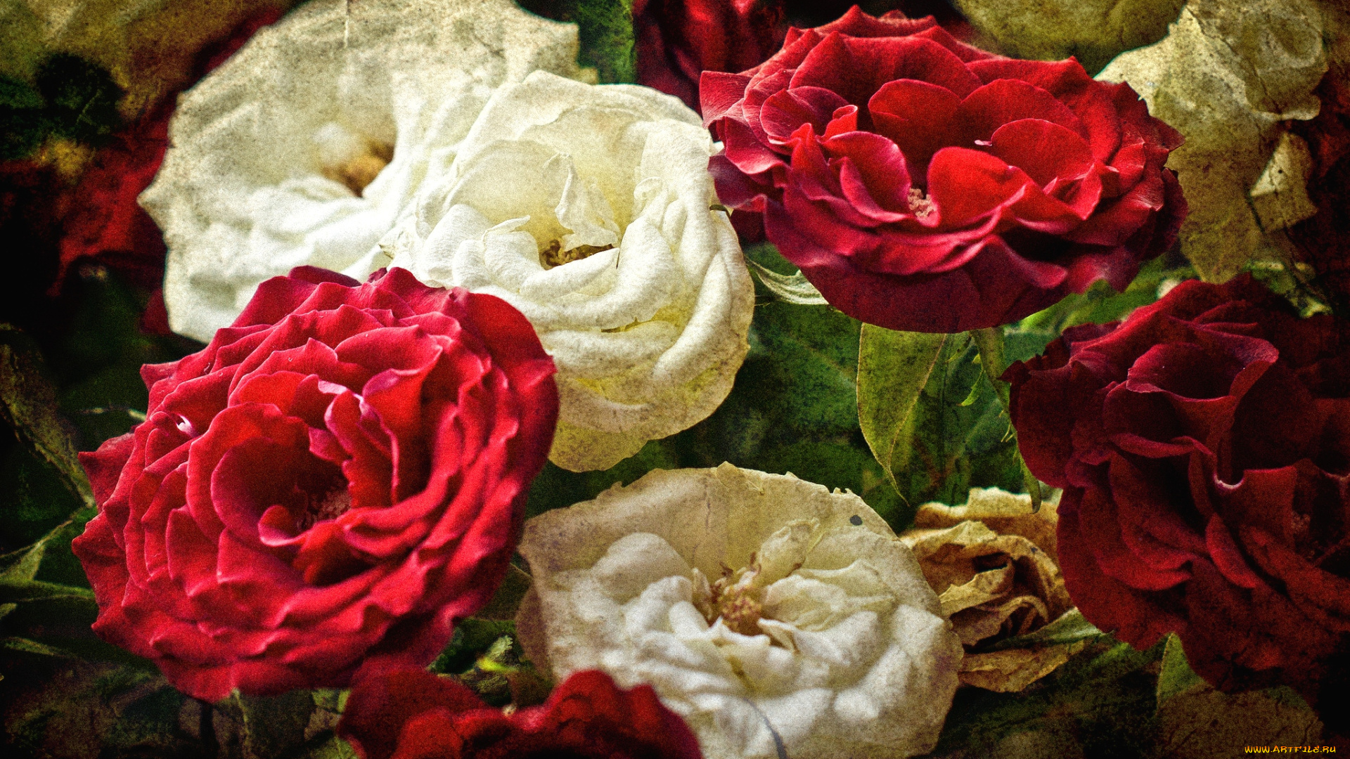 цветы, розы, красный, белый