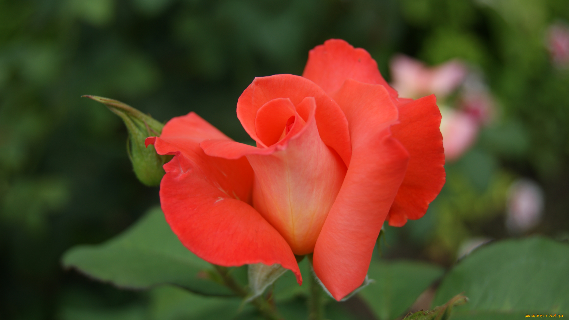 цветы, розы, зеленый, фон, цветок