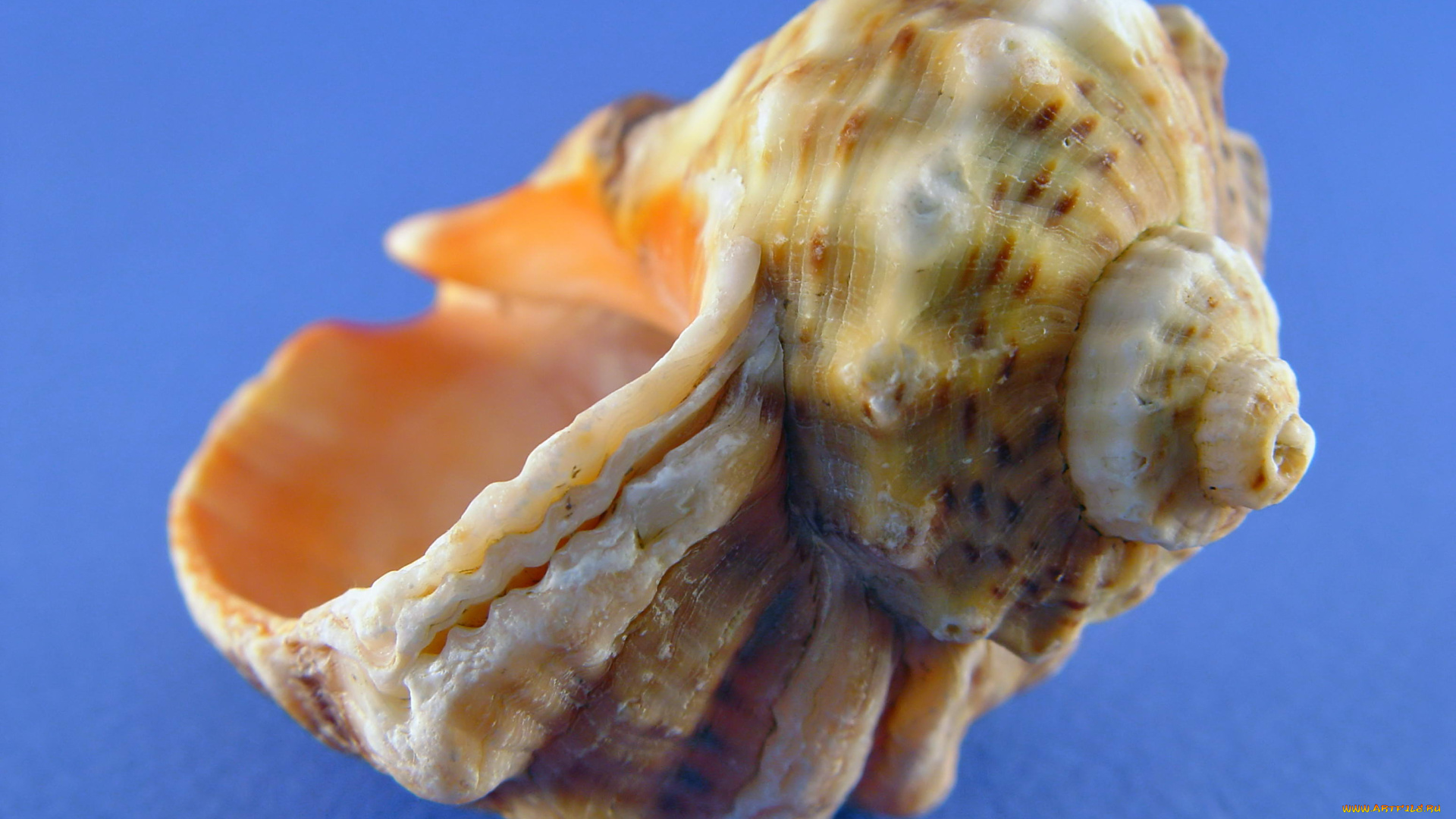 разное, ракушки, кораллы, декоративные, spa, камни, ракушка