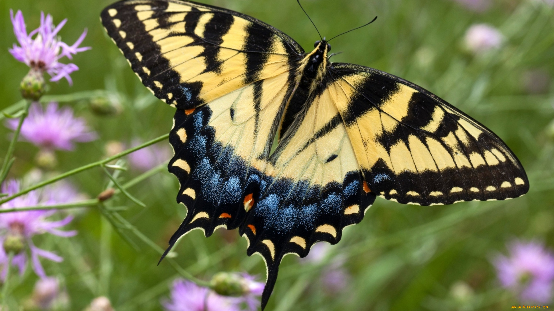 животные, бабочки, крылья