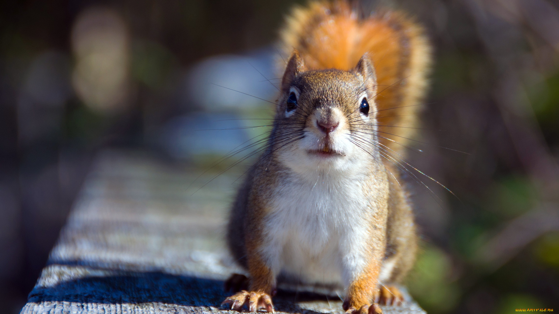 животные, белки, белка, природа, макро