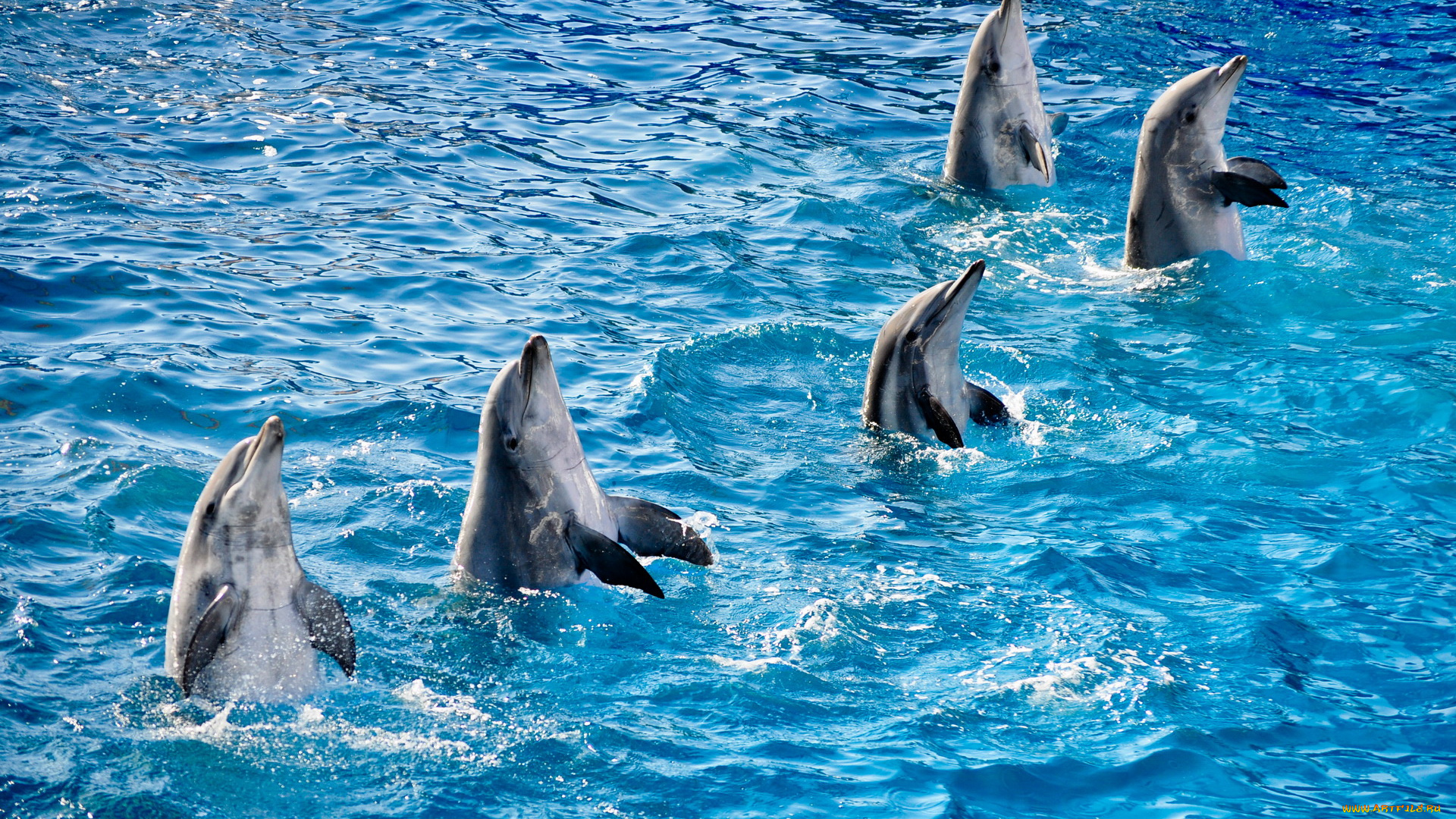животные, дельфины