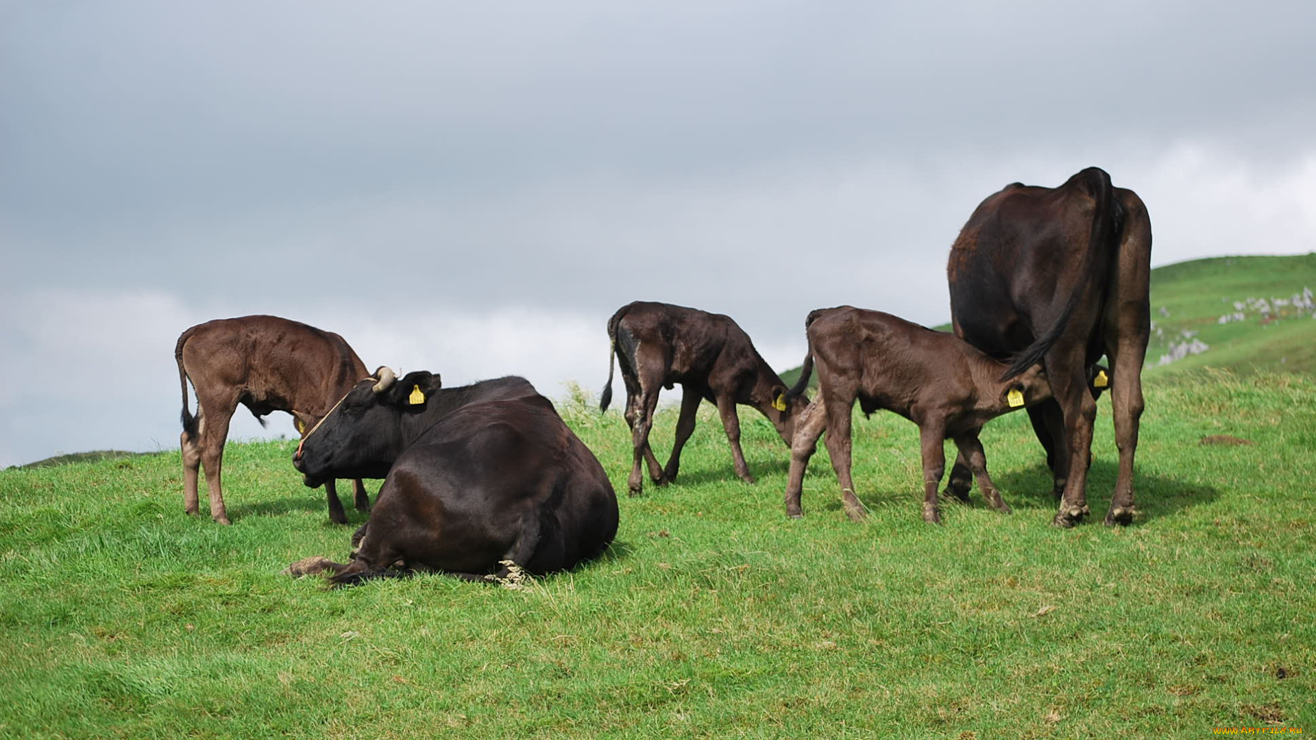 животные, коровы, буйволы, корова, луг