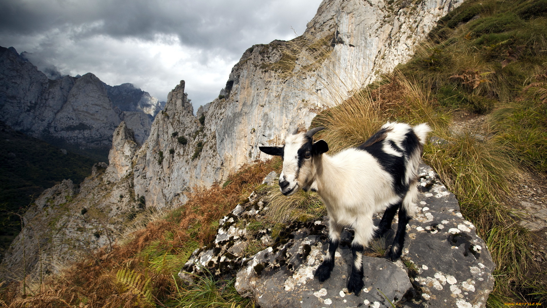 животные, козы, козёл, горы, природа