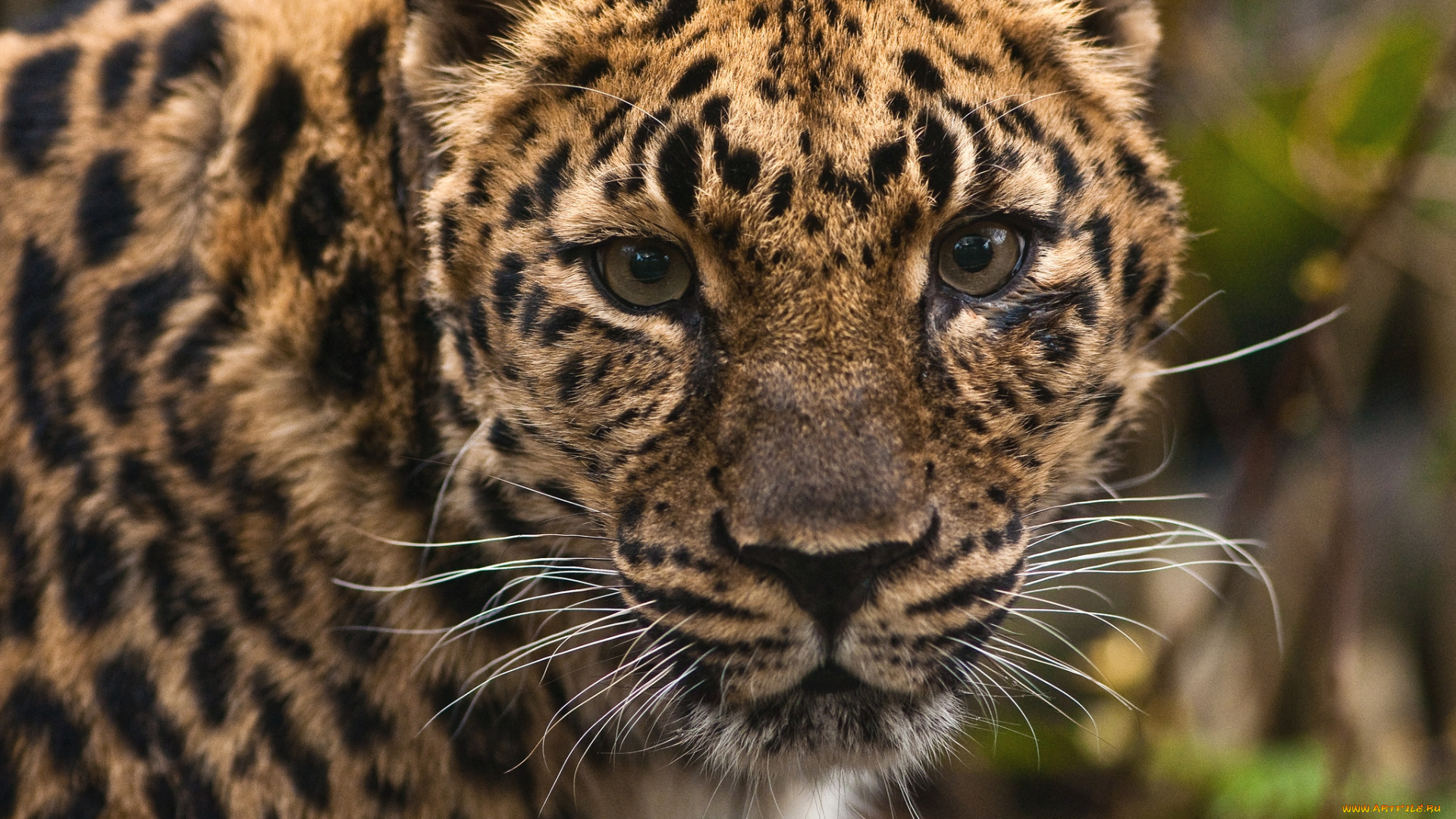 животные, леопарды, портрет, морда