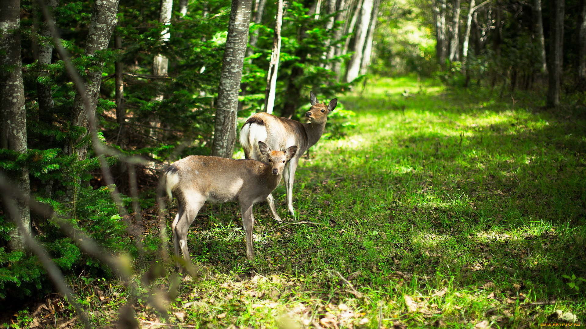 животные, олени, косули, лес, природа
