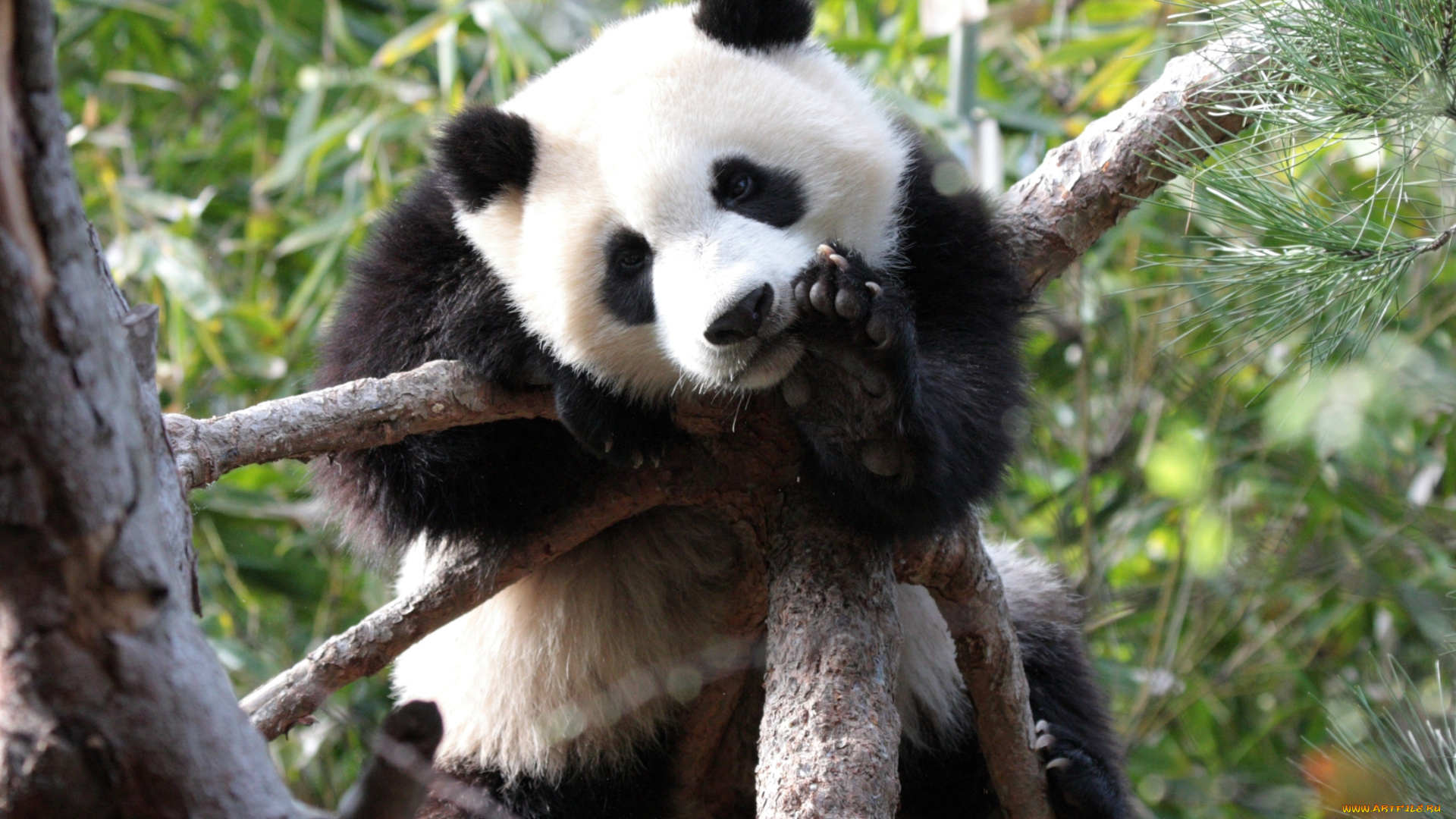 животные, панды, черно-белый, забавный, мишка