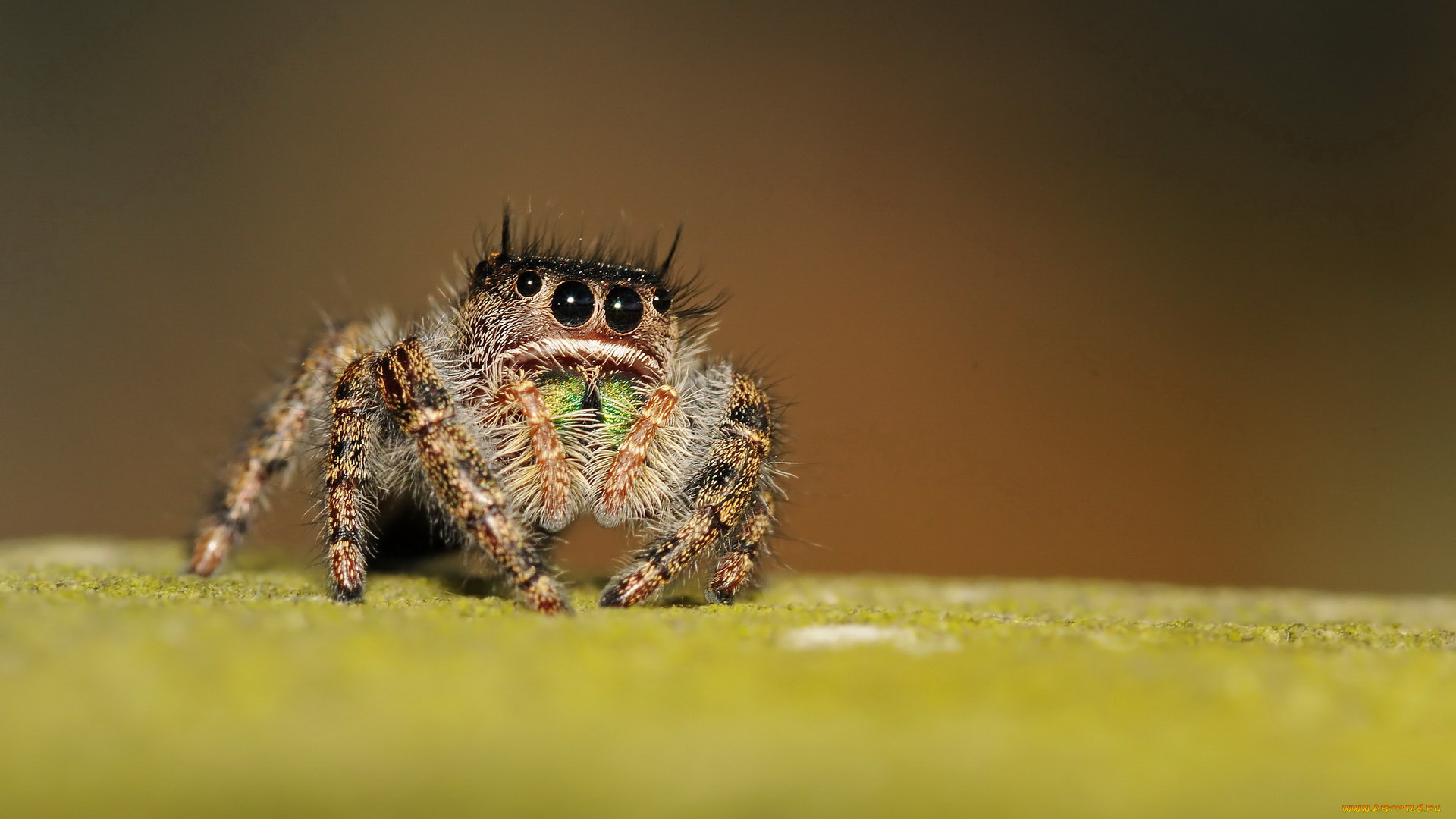 животные, пауки, глаза, паук