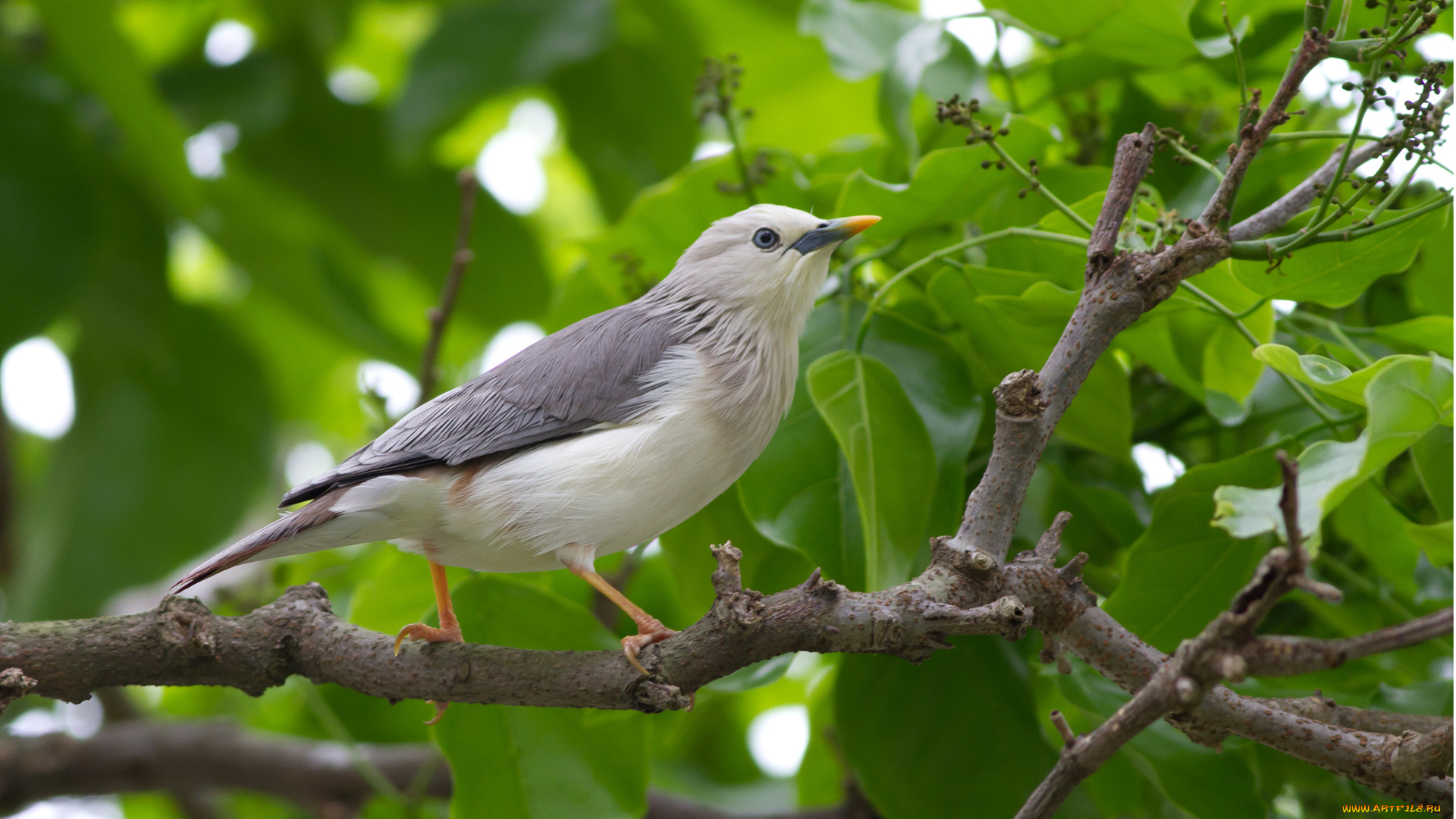 животные, птицы, ветка, серая, птица, дерево, листья