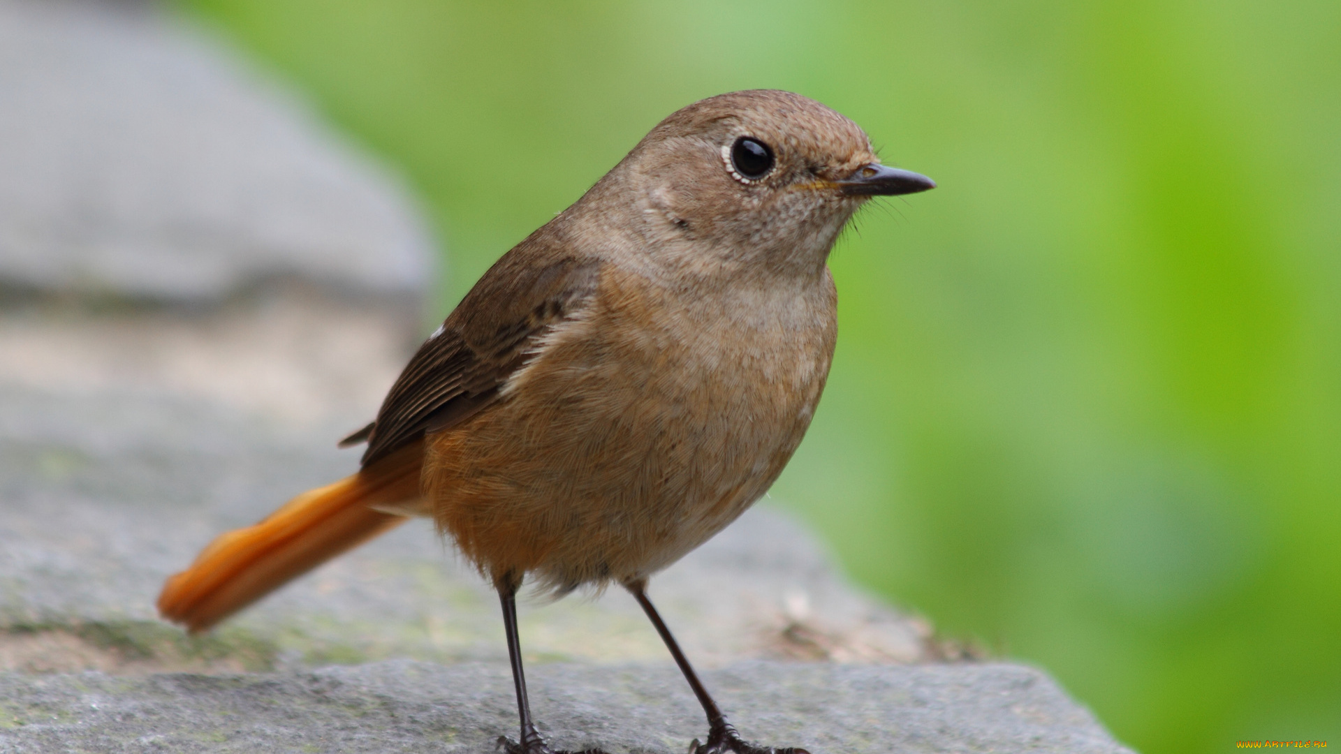 животные, птицы, зелень, камень, макро