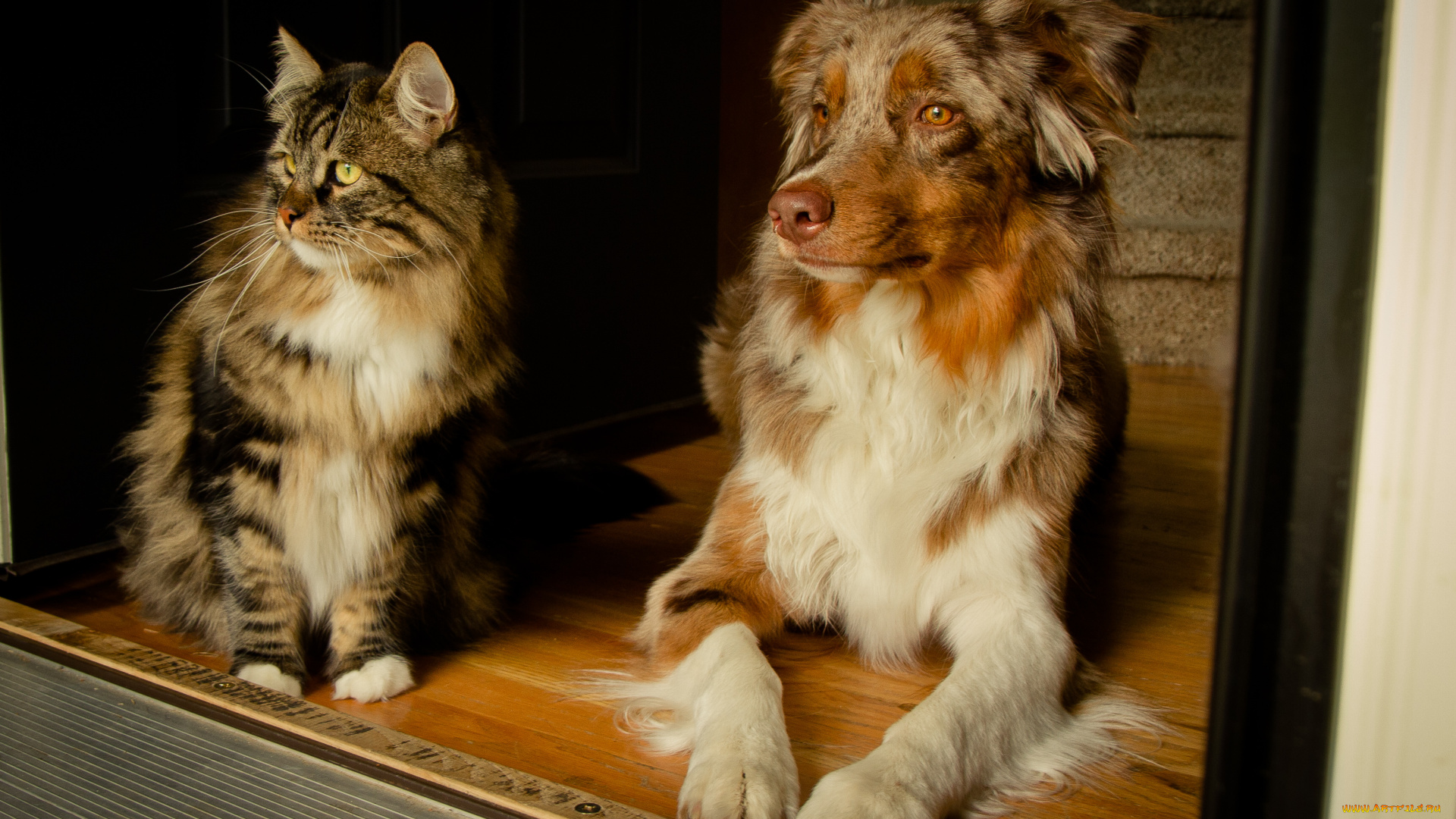 животные, разные, вместе, австралийская, овчарка, собака, кошка, кот