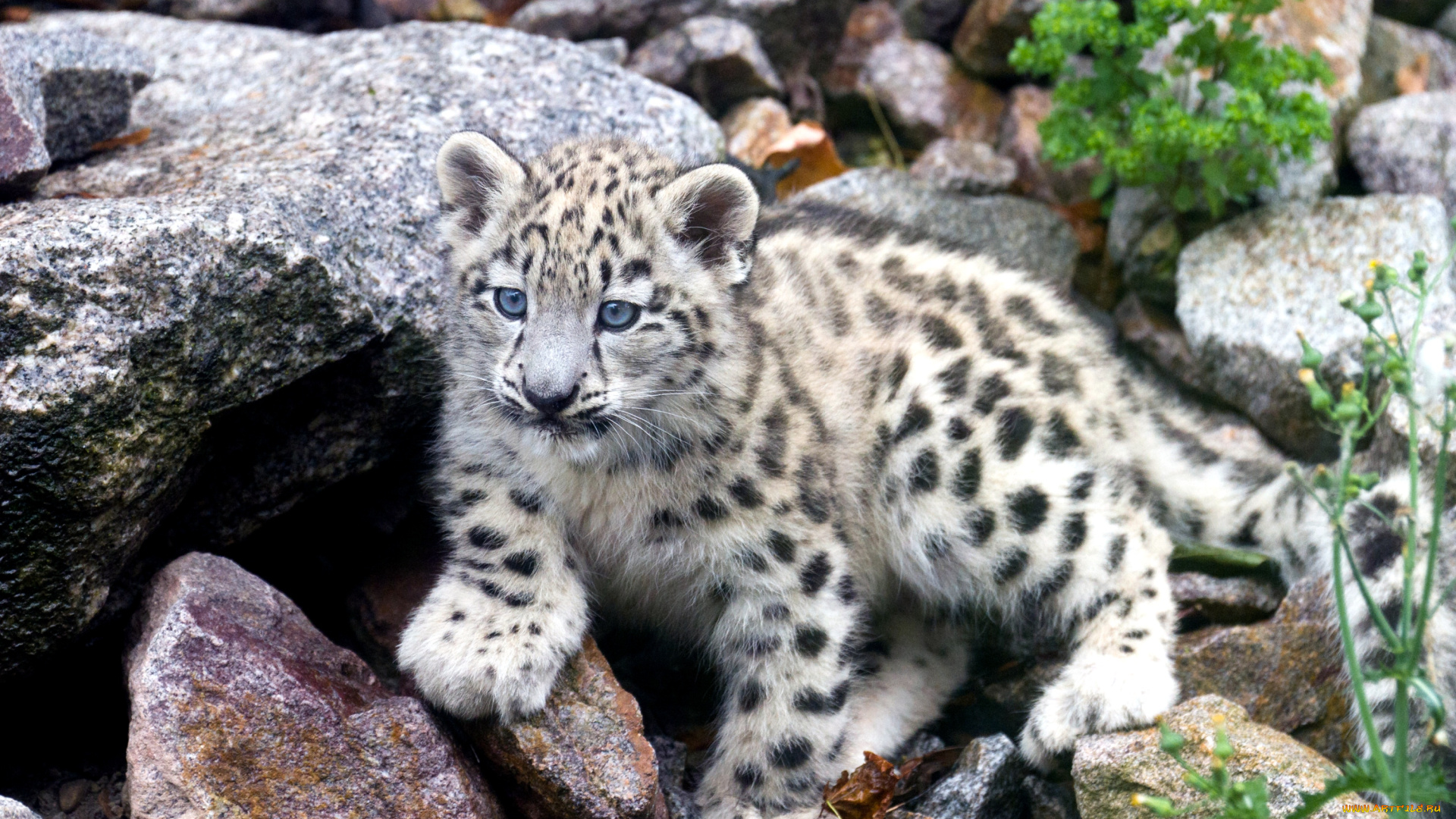 животные, снежный, барс, ирбис, малыш