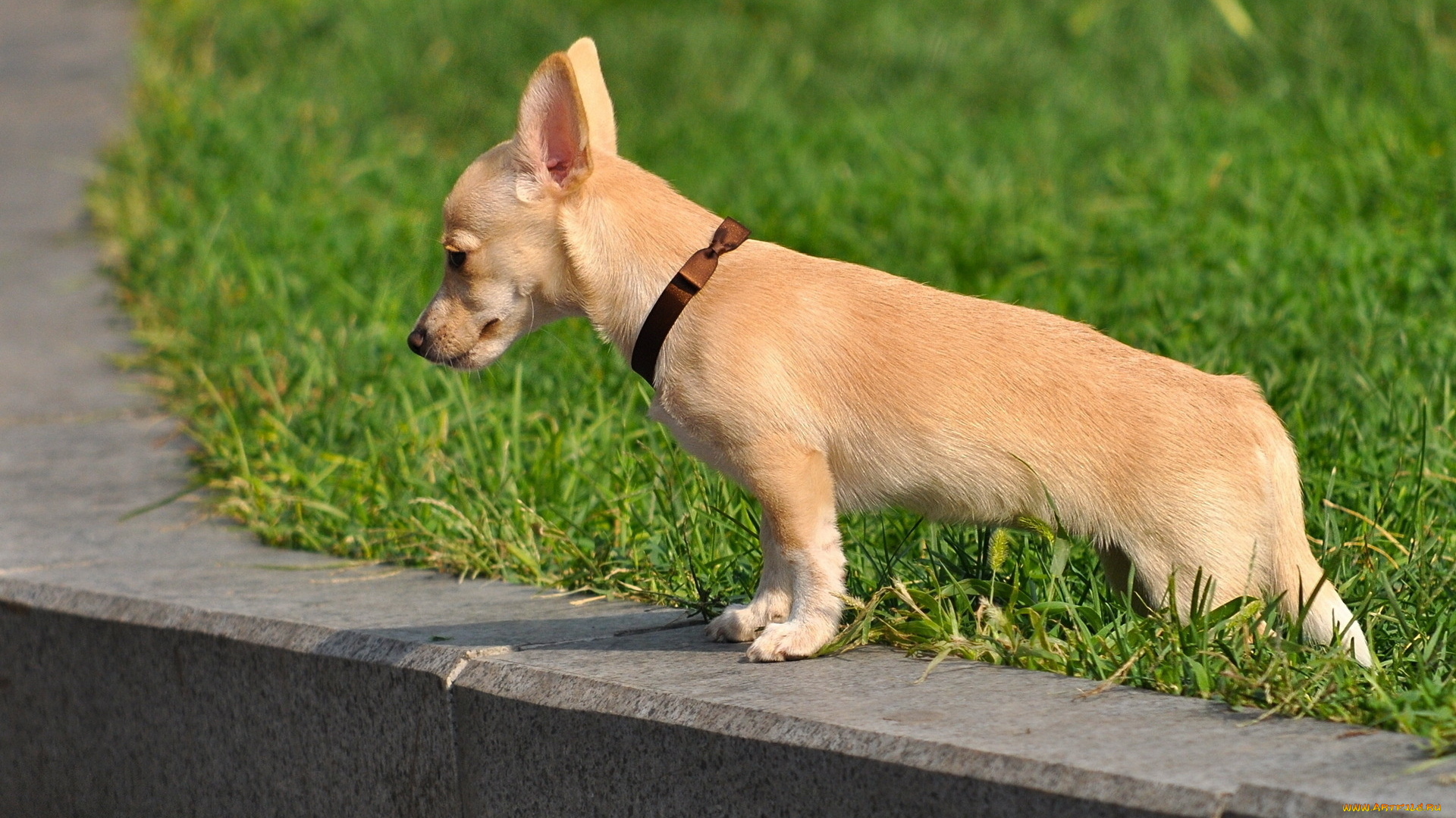 животные, собаки, собачка