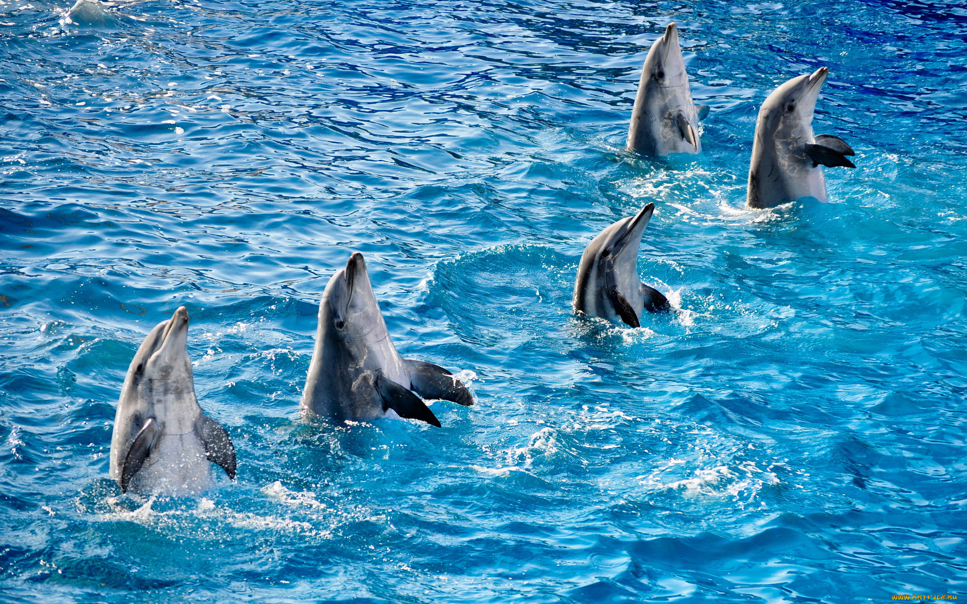 животные, дельфины