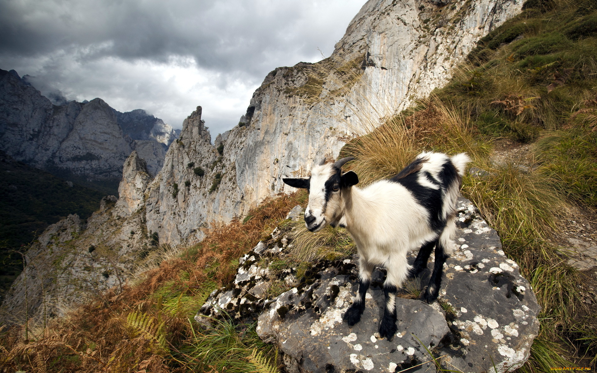 животные, козы, козёл, горы, природа