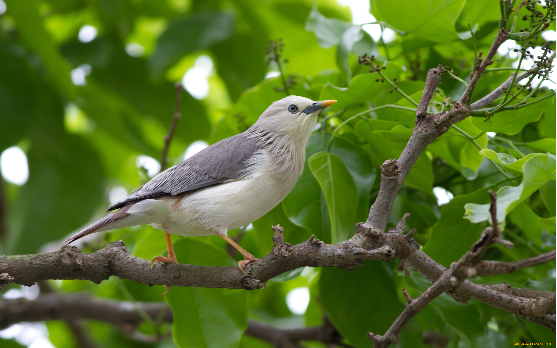 животные, птицы, ветка, серая, птица, дерево, листья