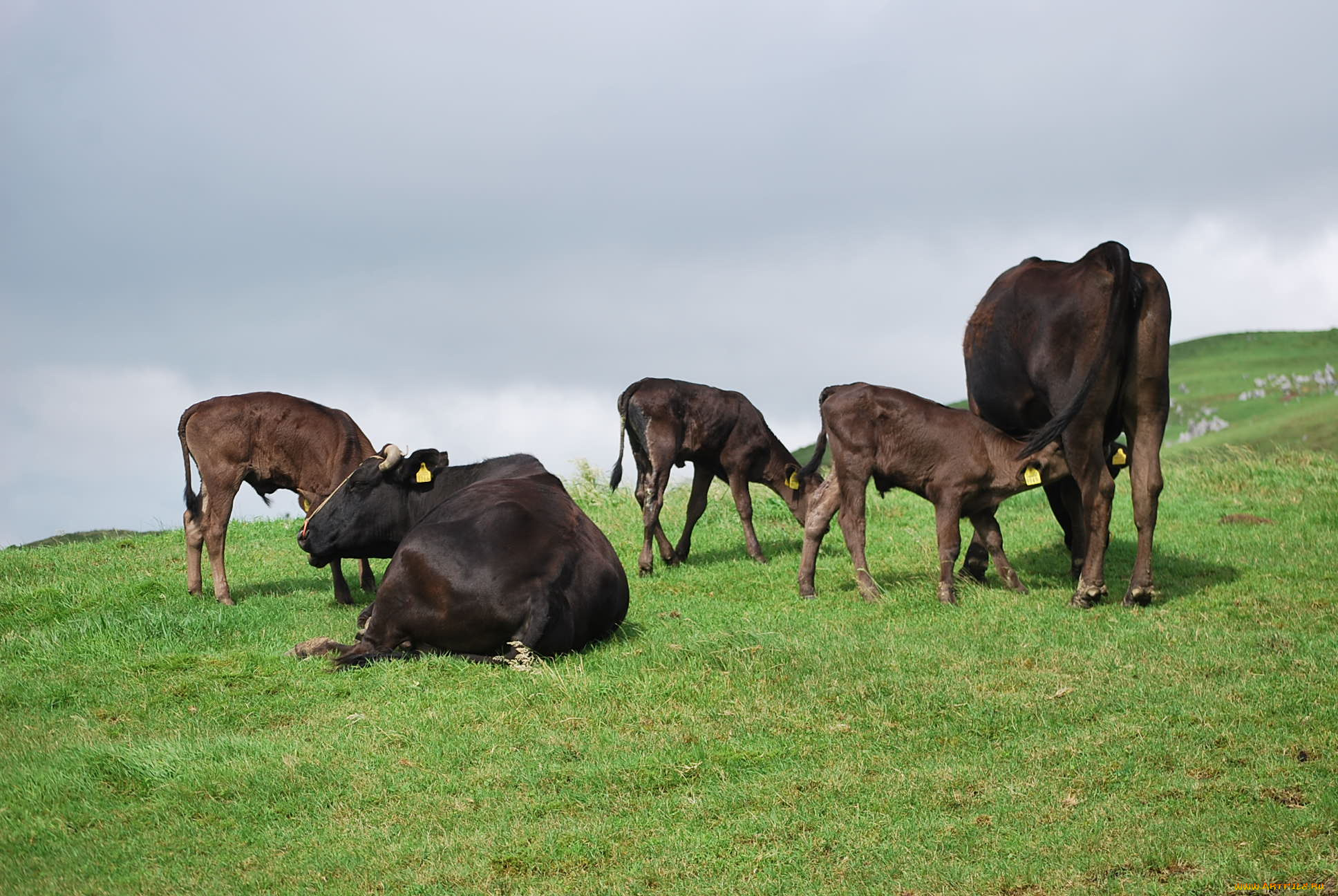 животные, коровы, буйволы, корова, луг