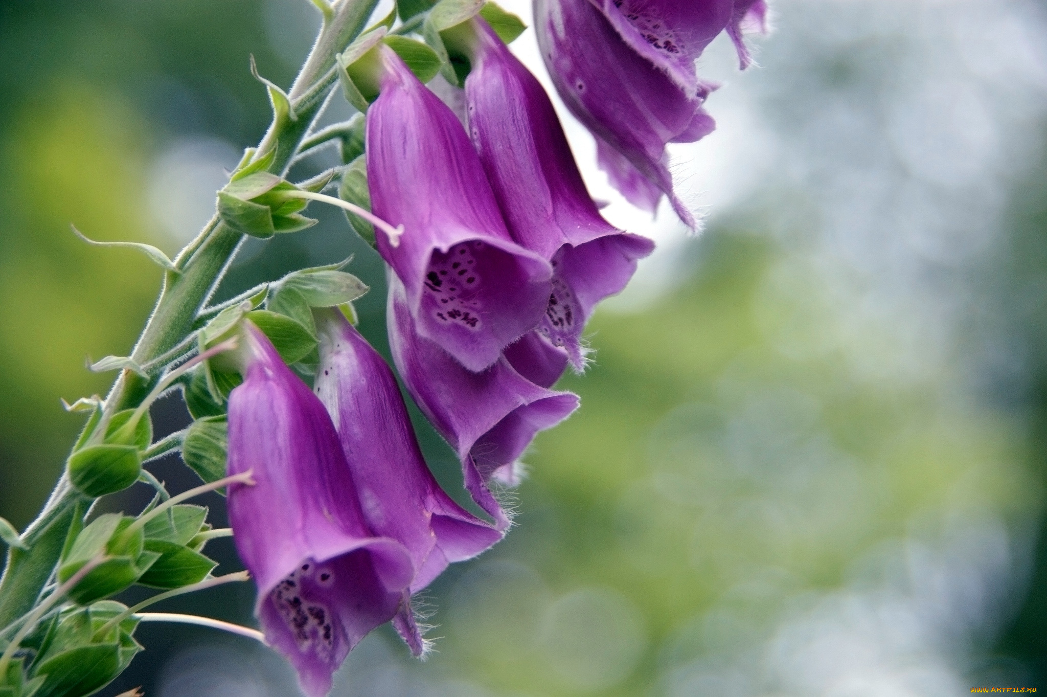 цветы, дигиталис, наперстянка, колокольчики, розовый