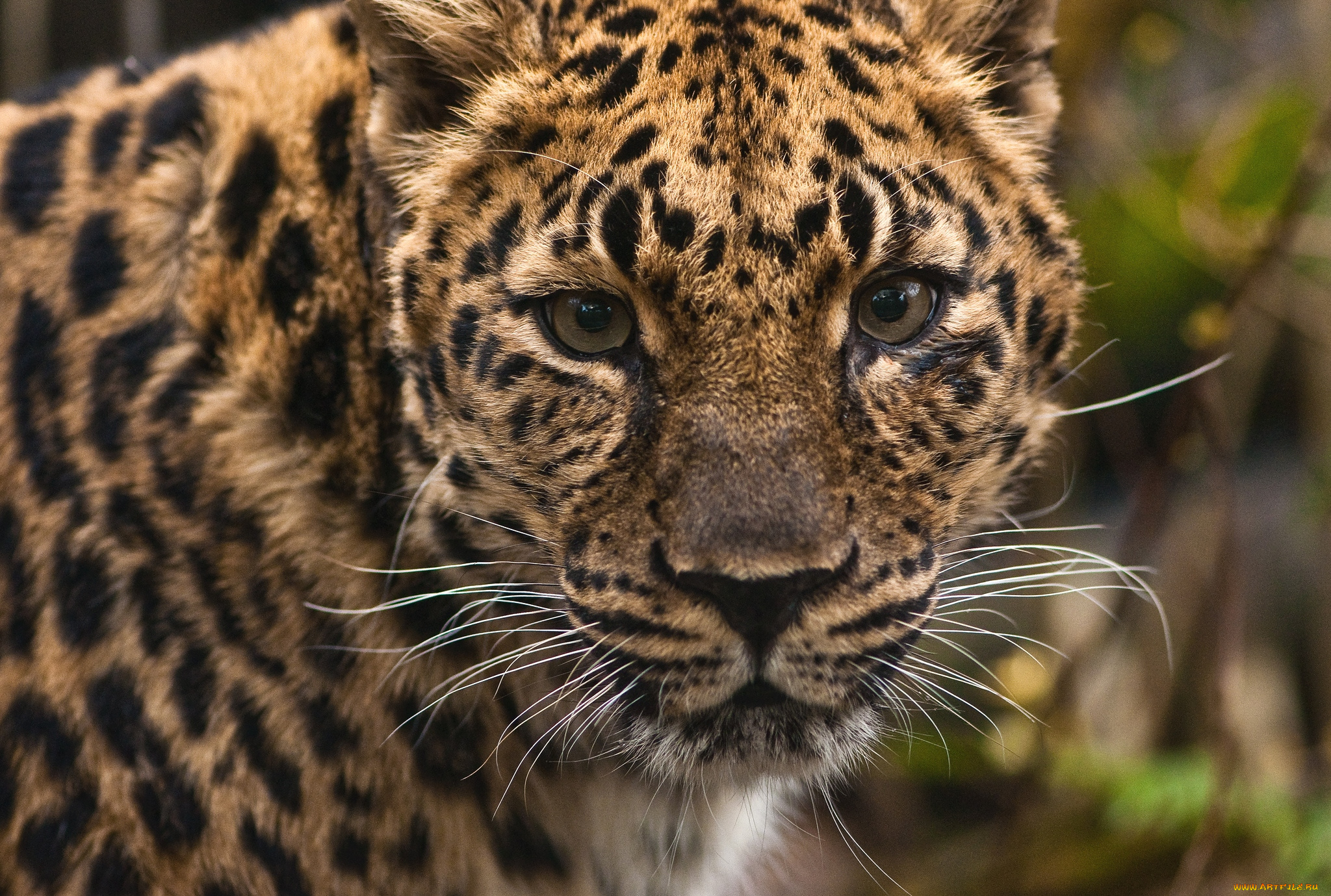 животные, леопарды, портрет, морда