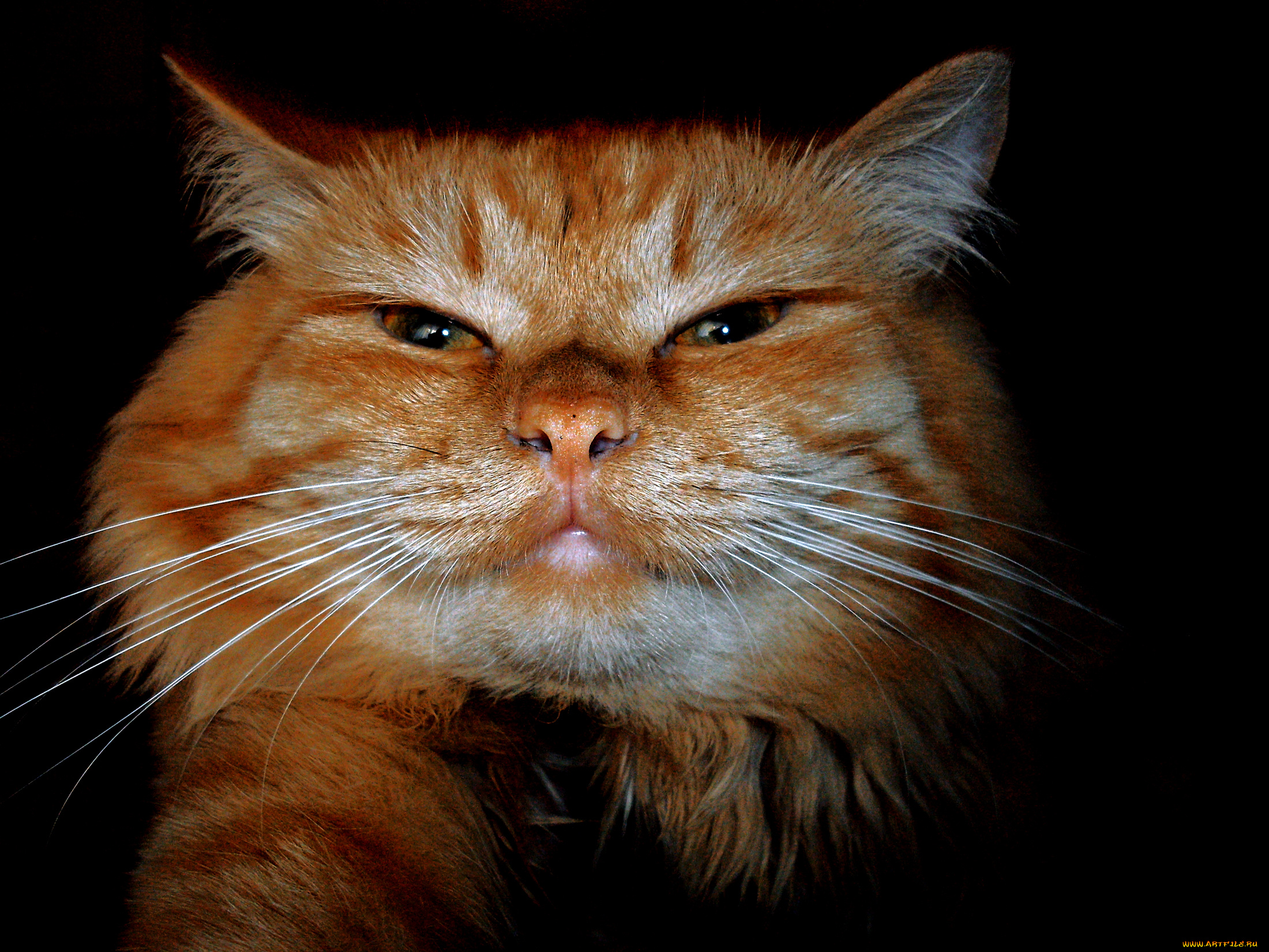 cat, животные, коты