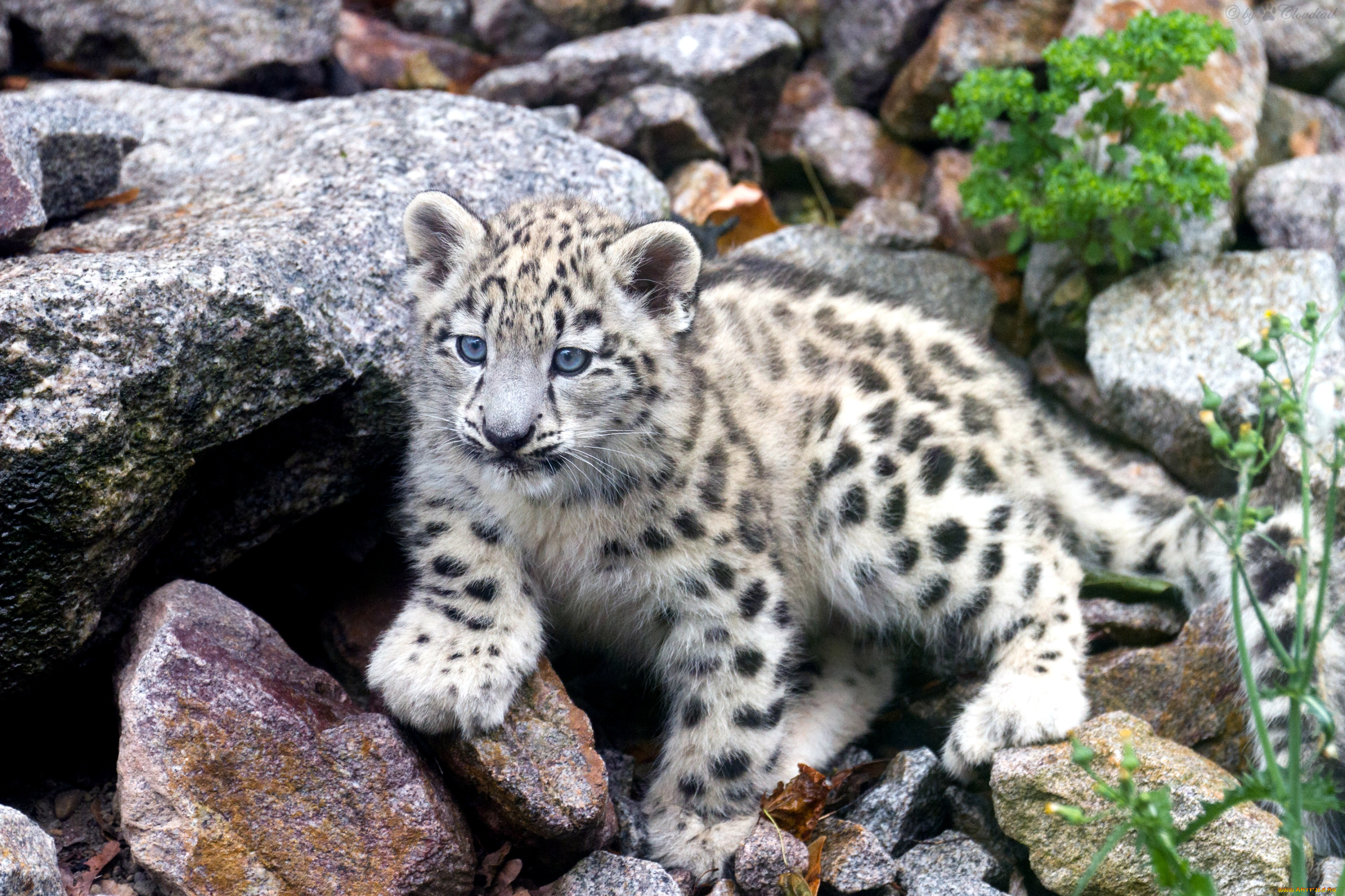 животные, снежный, барс, ирбис, малыш