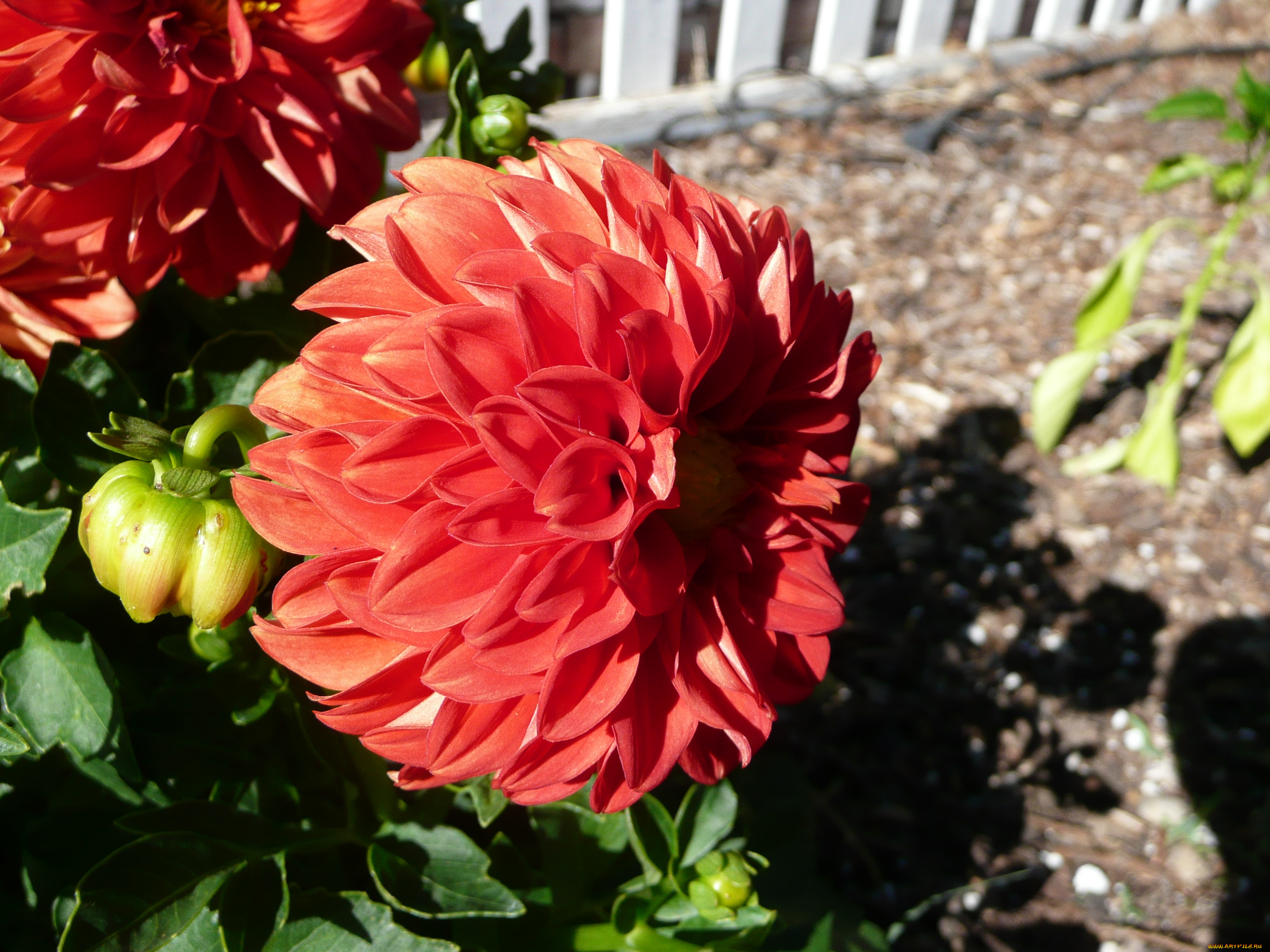 цветы, георгины