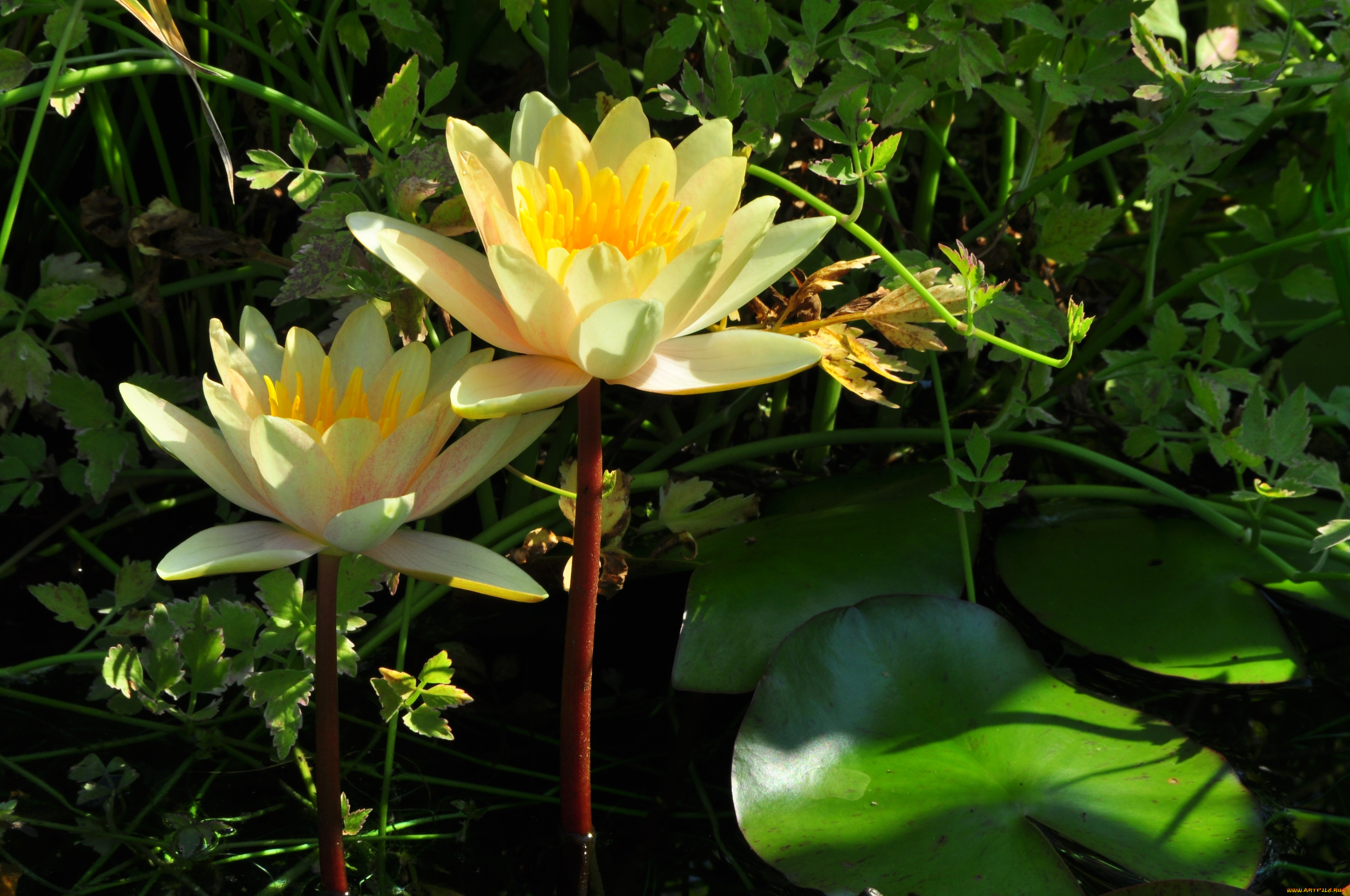 цветы, лилии, водяные, нимфеи, кувшинки, желтый, пара