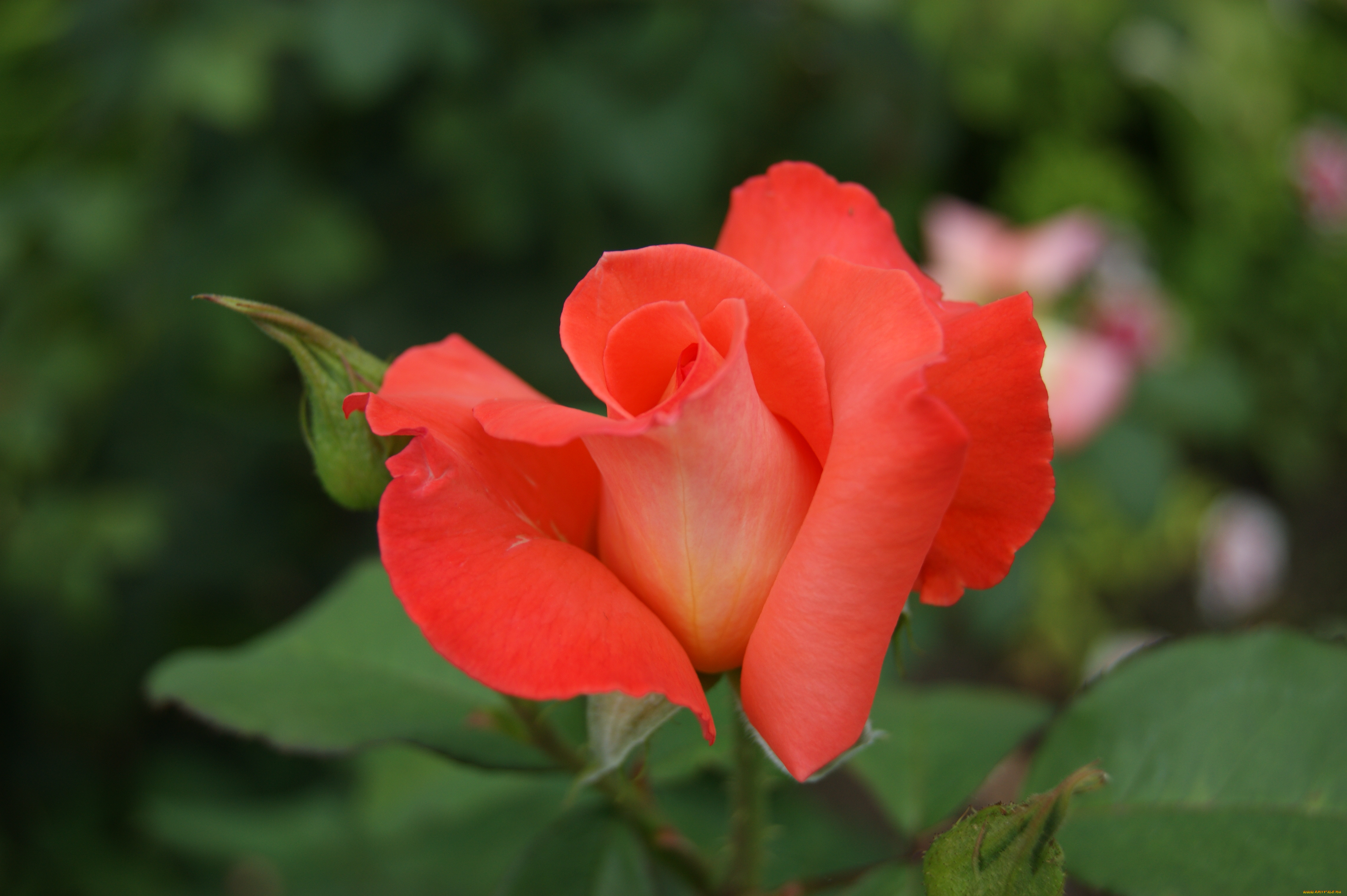 цветы, розы, зеленый, фон, цветок