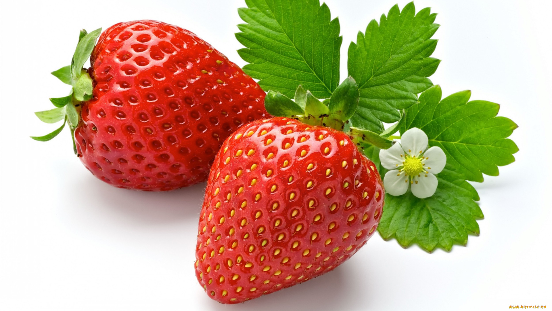 еда, клубника, земляника, листья, ягоды, цветок