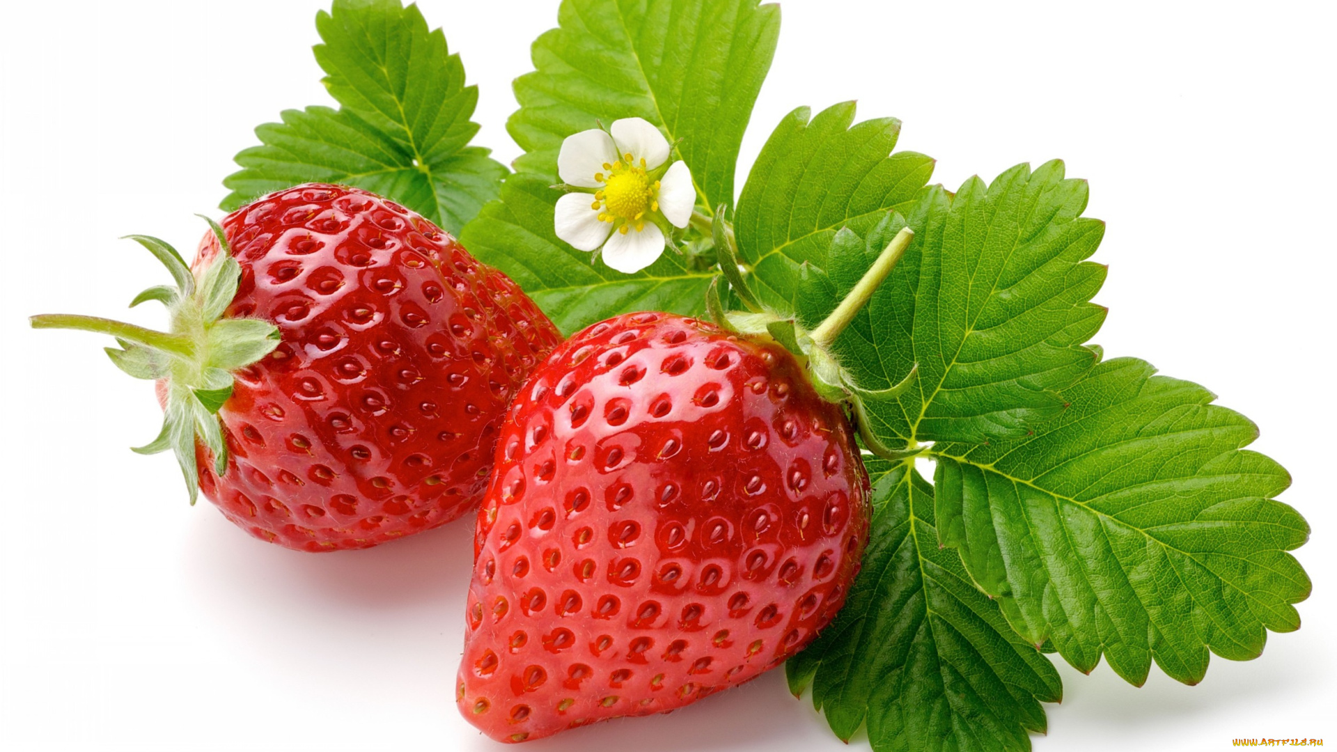 еда, клубника, земляника, ягоды, листья, цветок