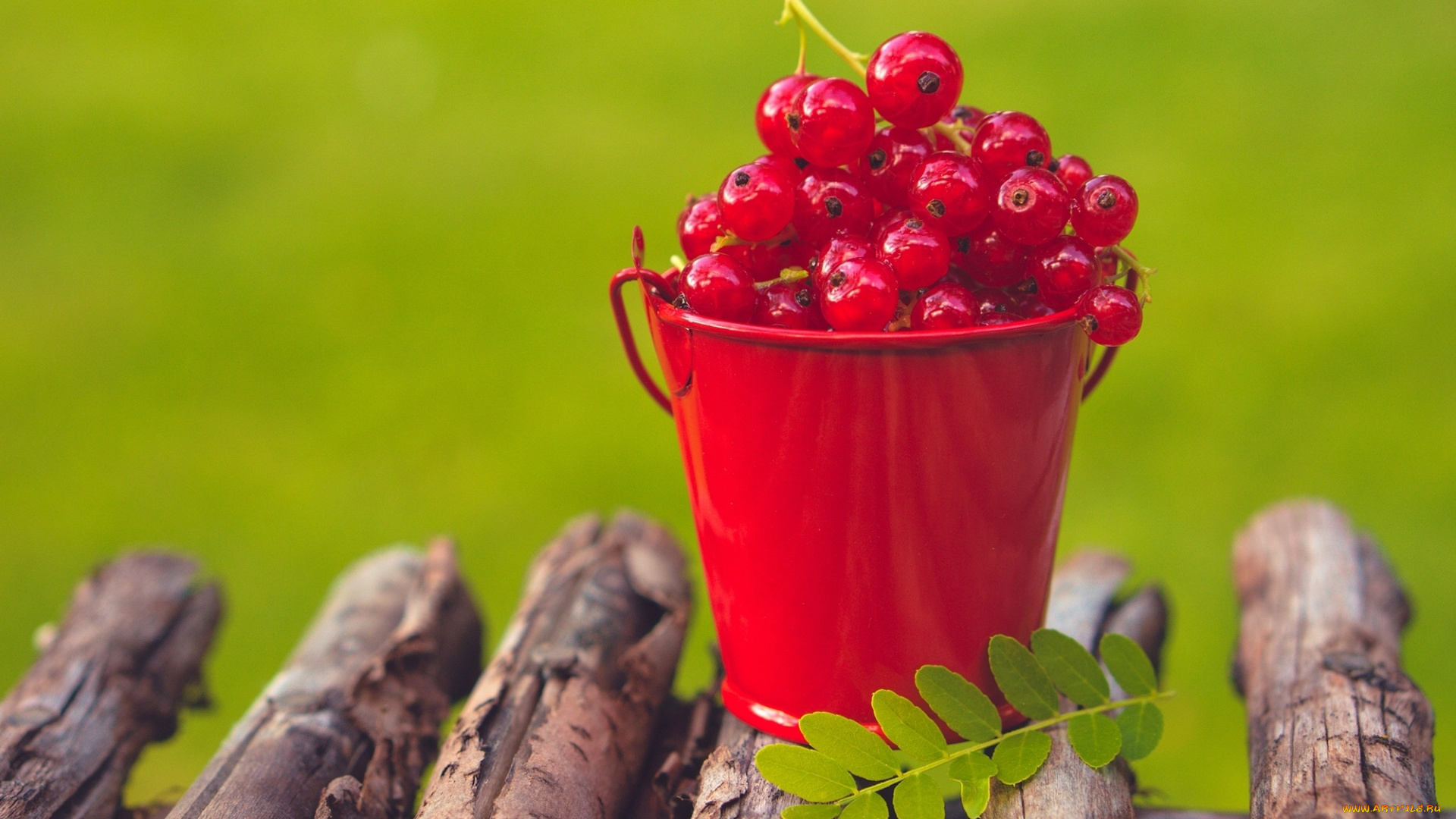 еда, смородина, ягоды, лист, брёвна, ведёрко, красная