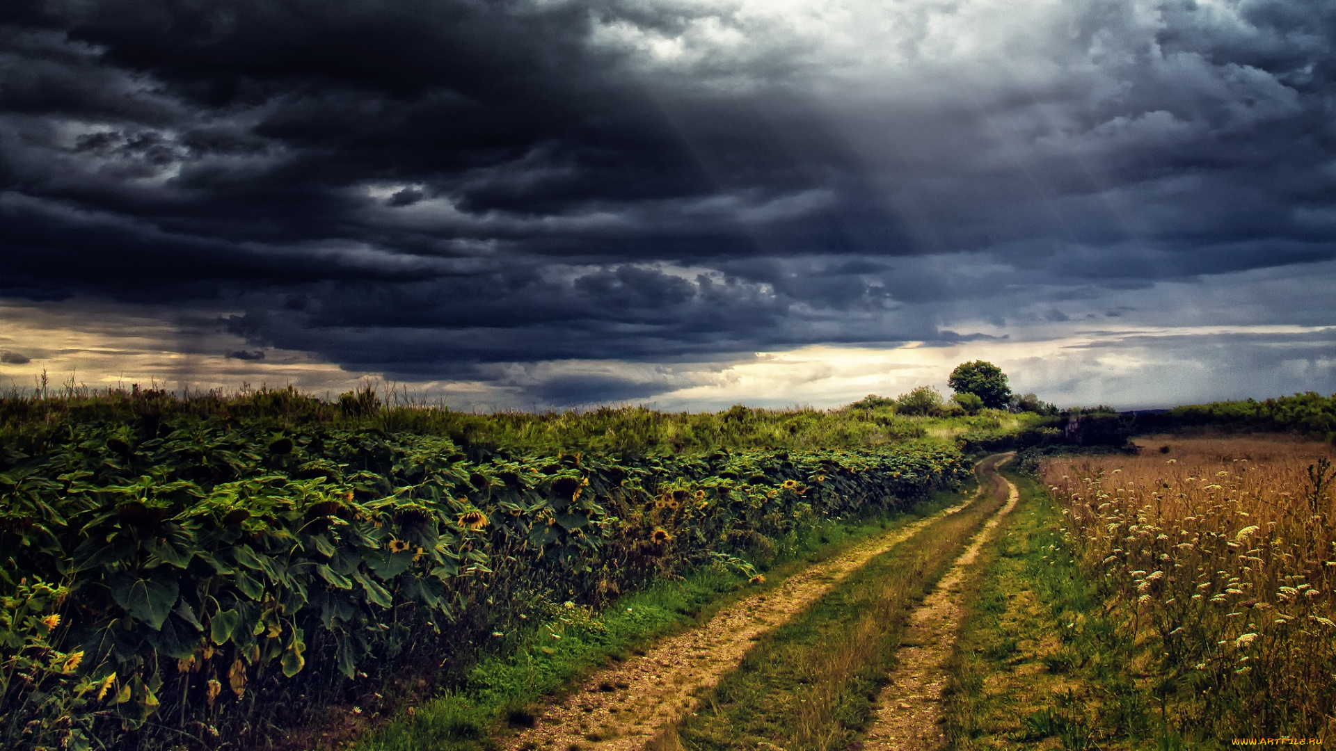 природа, дороги, поле, трава, подсолнухи, дорога, тучи, сумрак