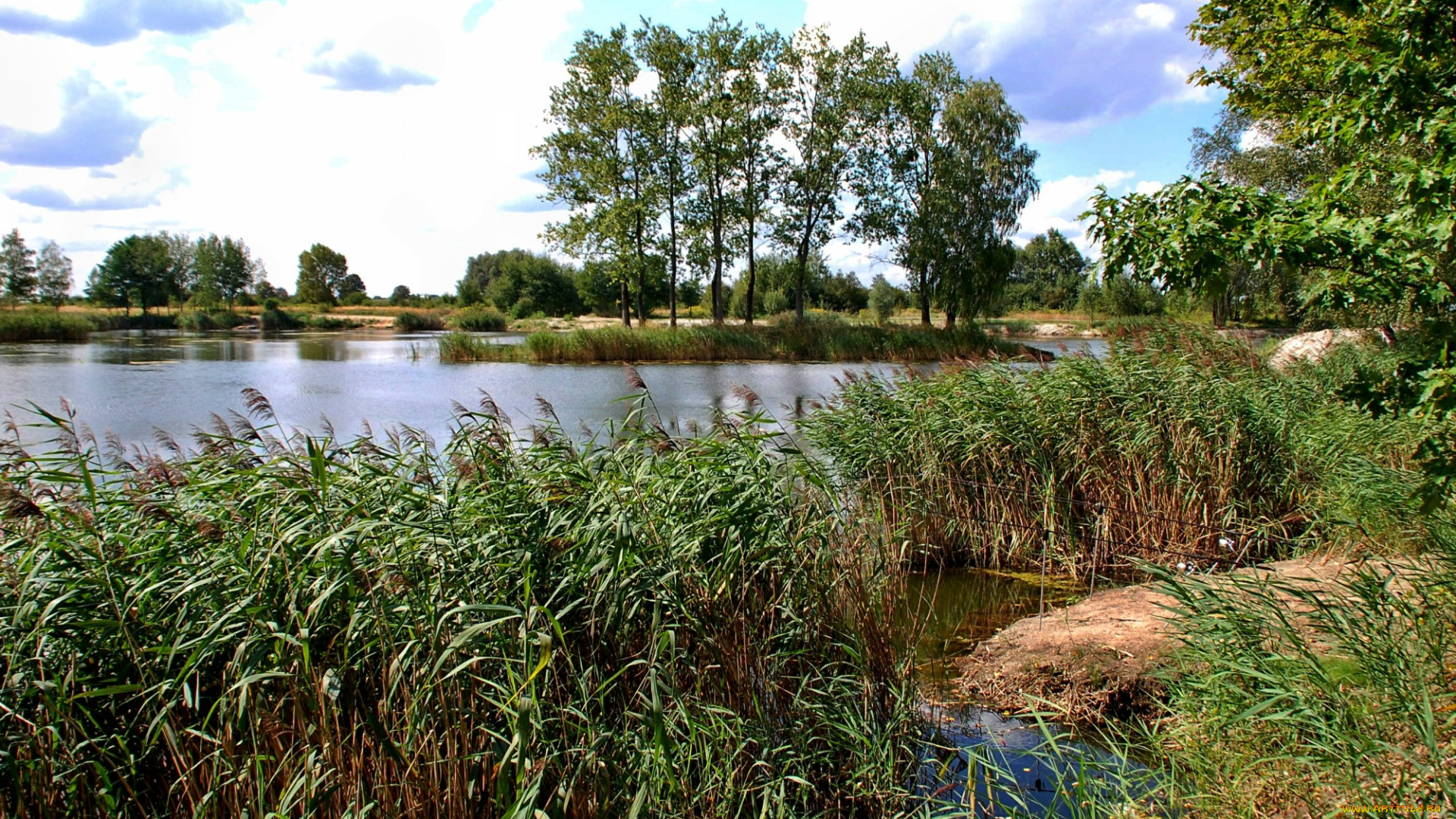 природа, реки, озера, камыш, заросли, трава, река, островок, деревья