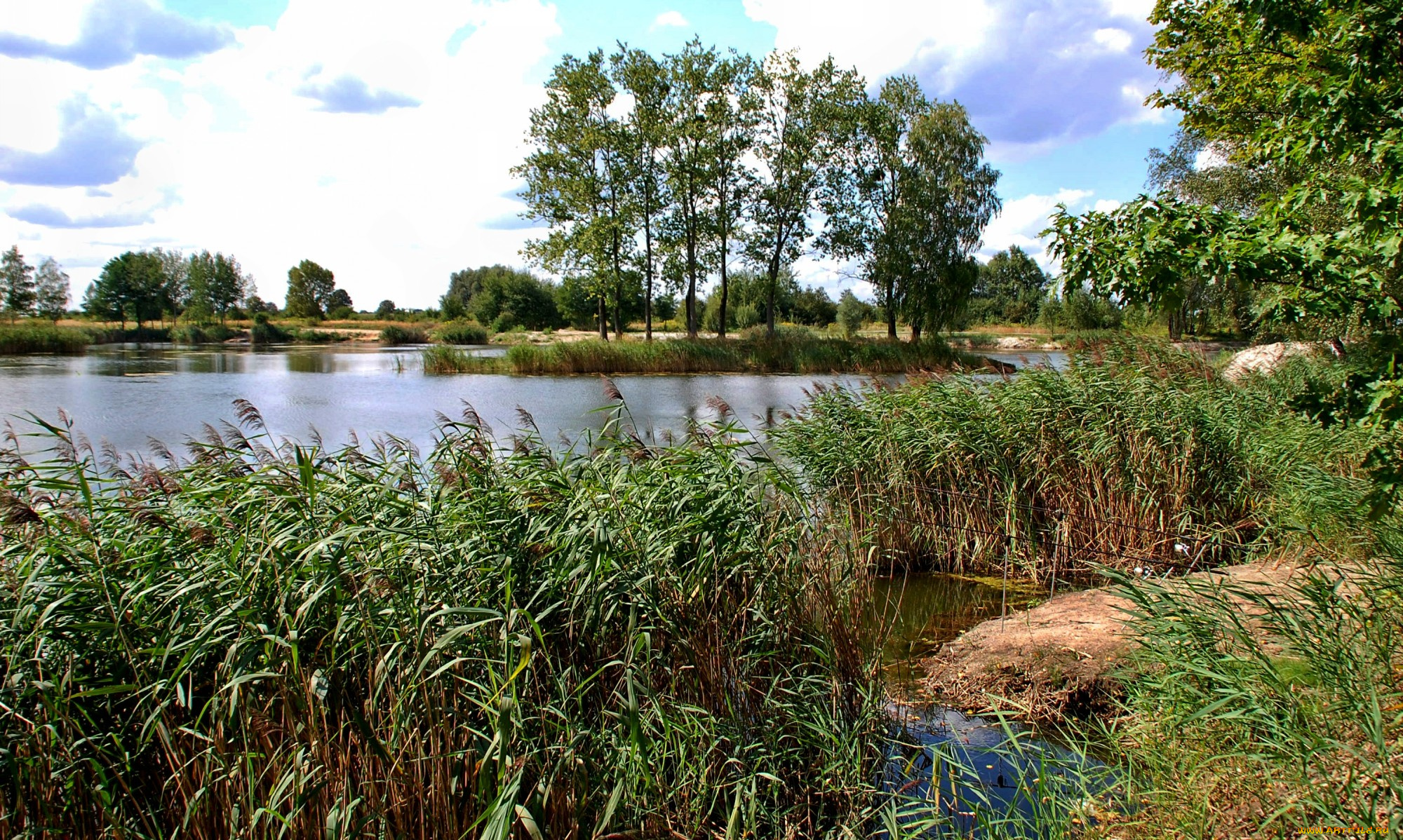 природа, реки, озера, камыш, заросли, трава, река, островок, деревья