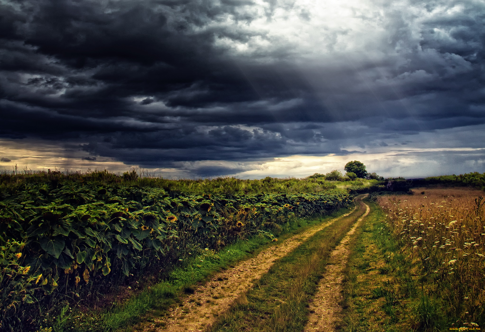 природа, дороги, поле, трава, подсолнухи, дорога, тучи, сумрак