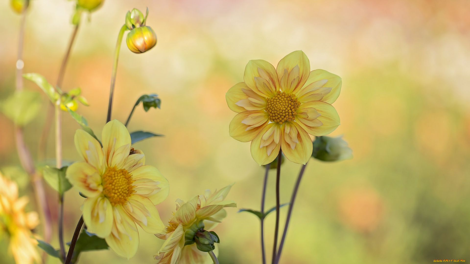 цветы, георгины, лепестки, бутоны, цветение, георгин