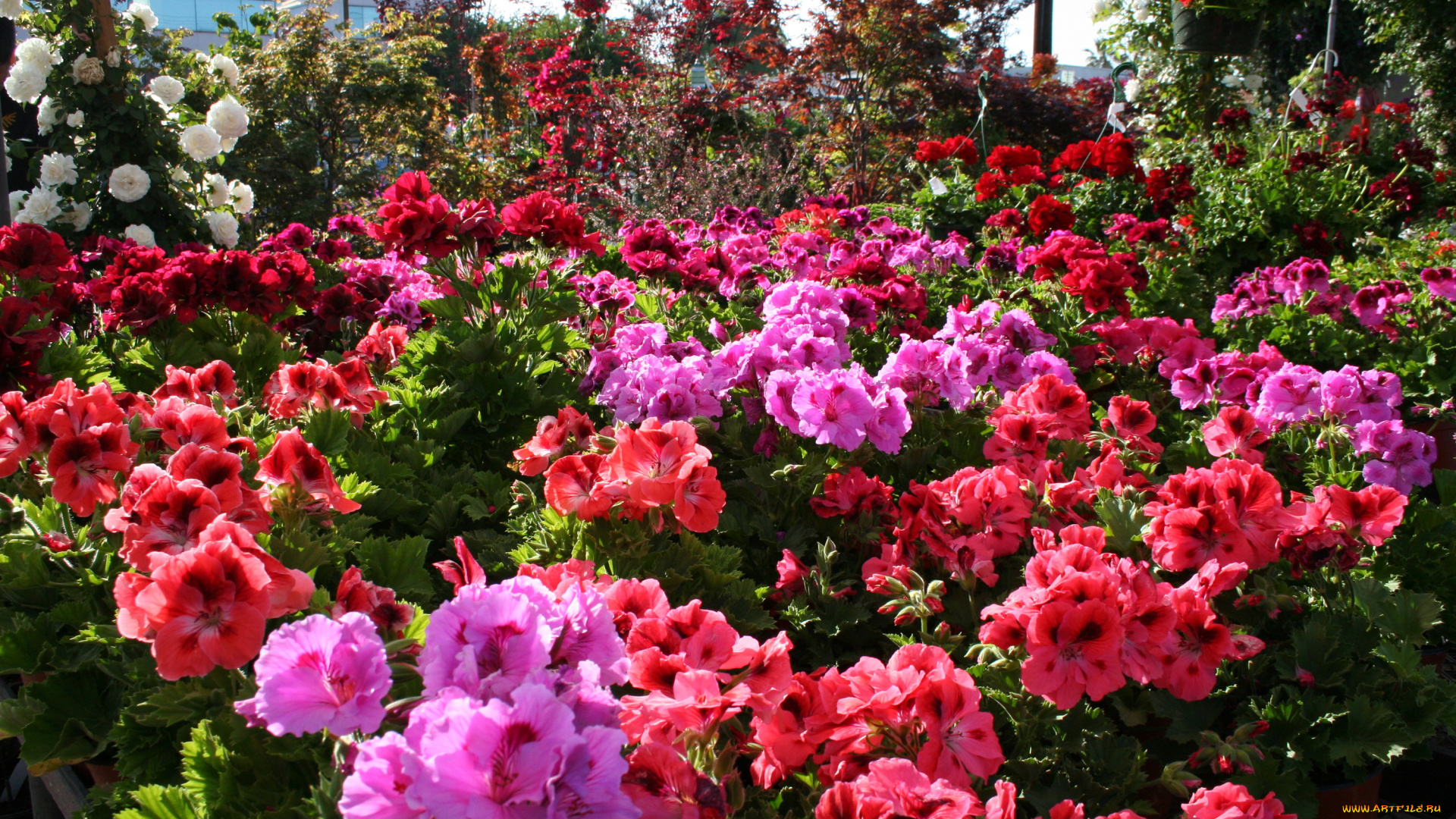 цветы, герань, сад, много, кусты