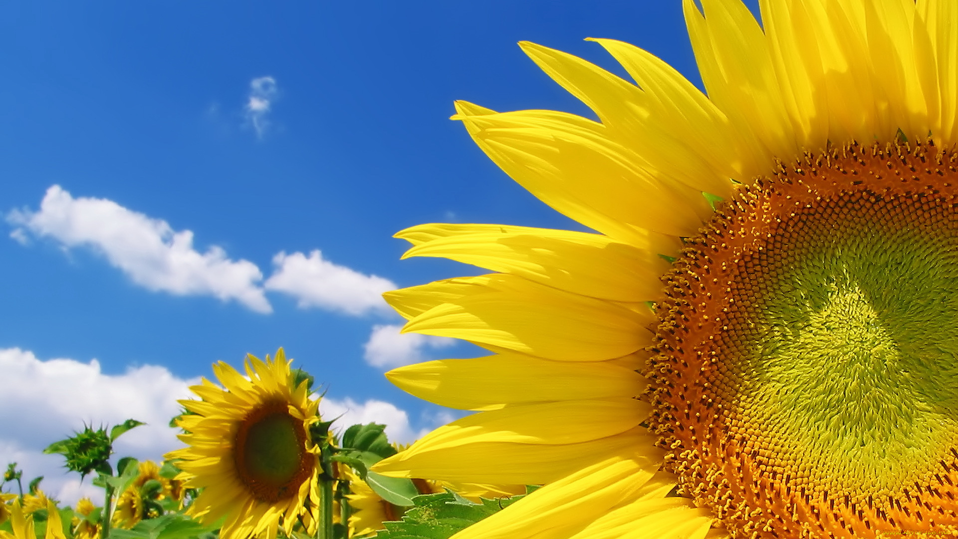 цветы, подсолнухи, лепестки