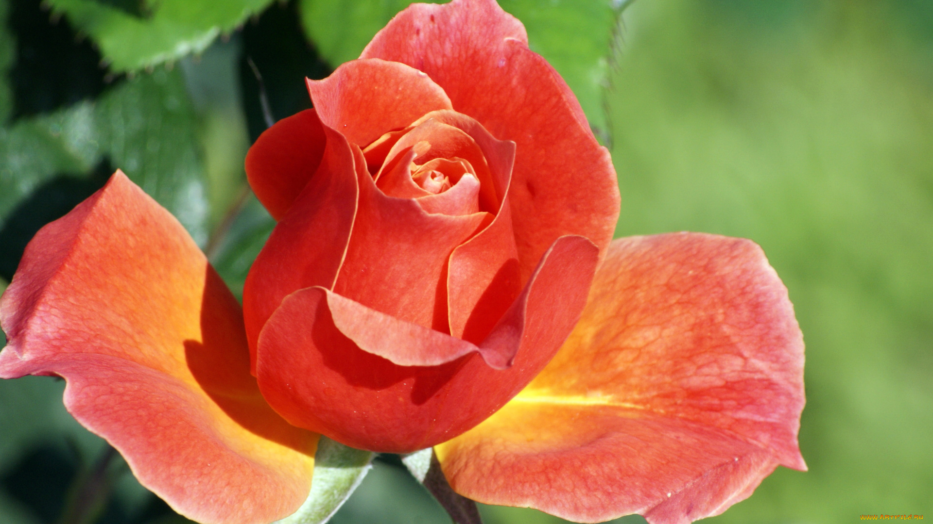 цветы, розы, розовая, роза