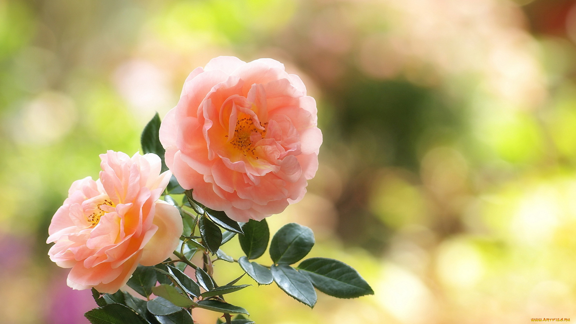 цветы, розы, розовые, листья, блики, нежность