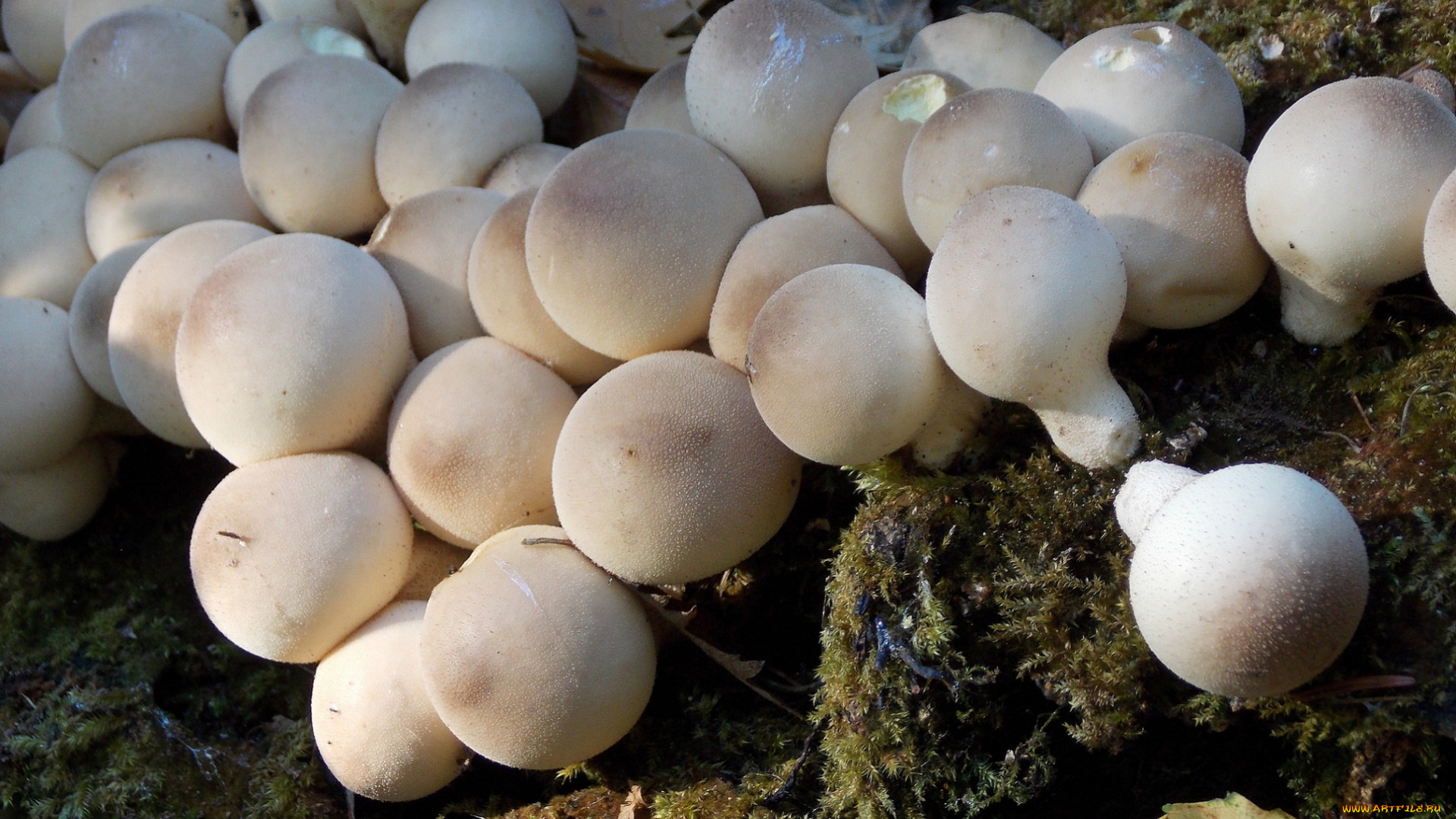 природа, грибы, дождевики, мох, макро